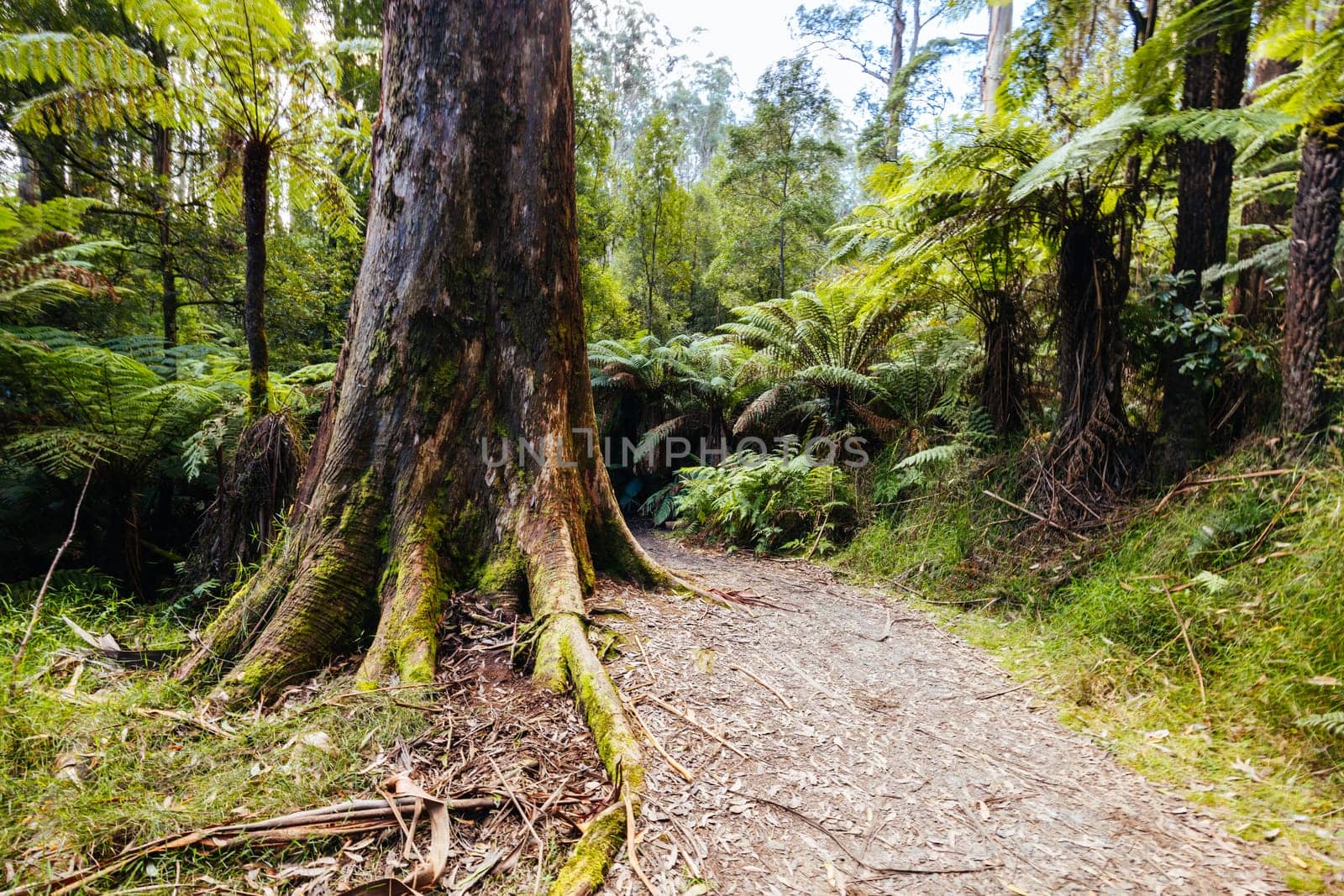 Grants Picnic Ground and Lyrebird Walk on a warm sunny autumn day in the Dandenongs region of Kallista in Melbourne, Victoria, Australia