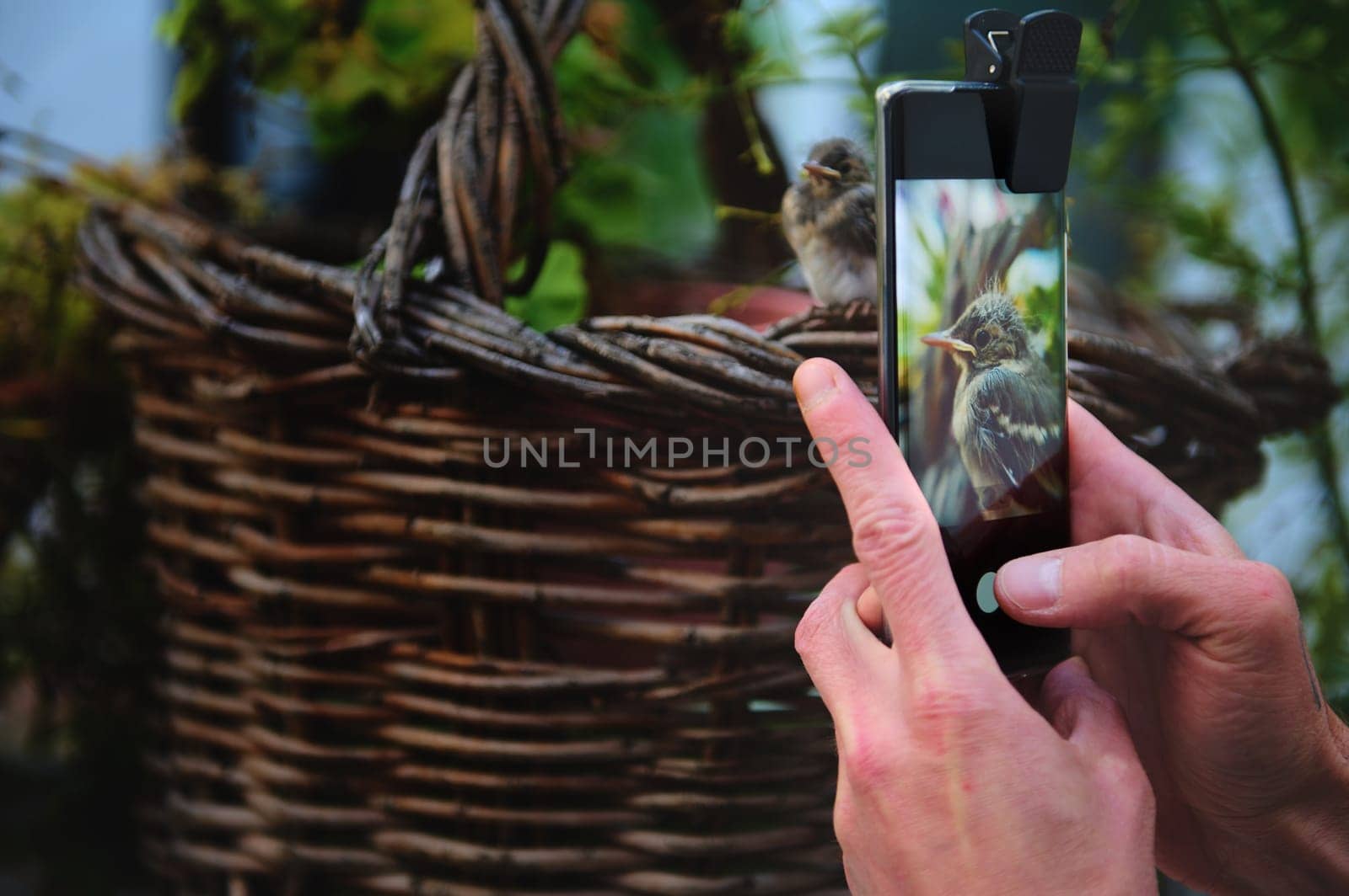 Focus on a photography of a small bird in digital touch screen of a smartphone, being photographed. Selective focus photographer taking picture of baby bird sitting on wicker basket by artgf