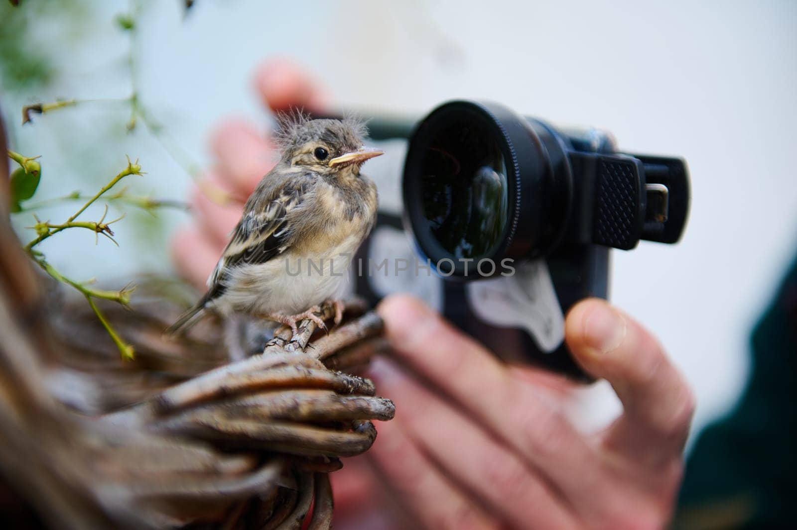Close-up male photographer hands photographing small bird on his mobile phone with macro lens. Little bird in the nest being photographed by a man in the nature. Animals and birds in wild life