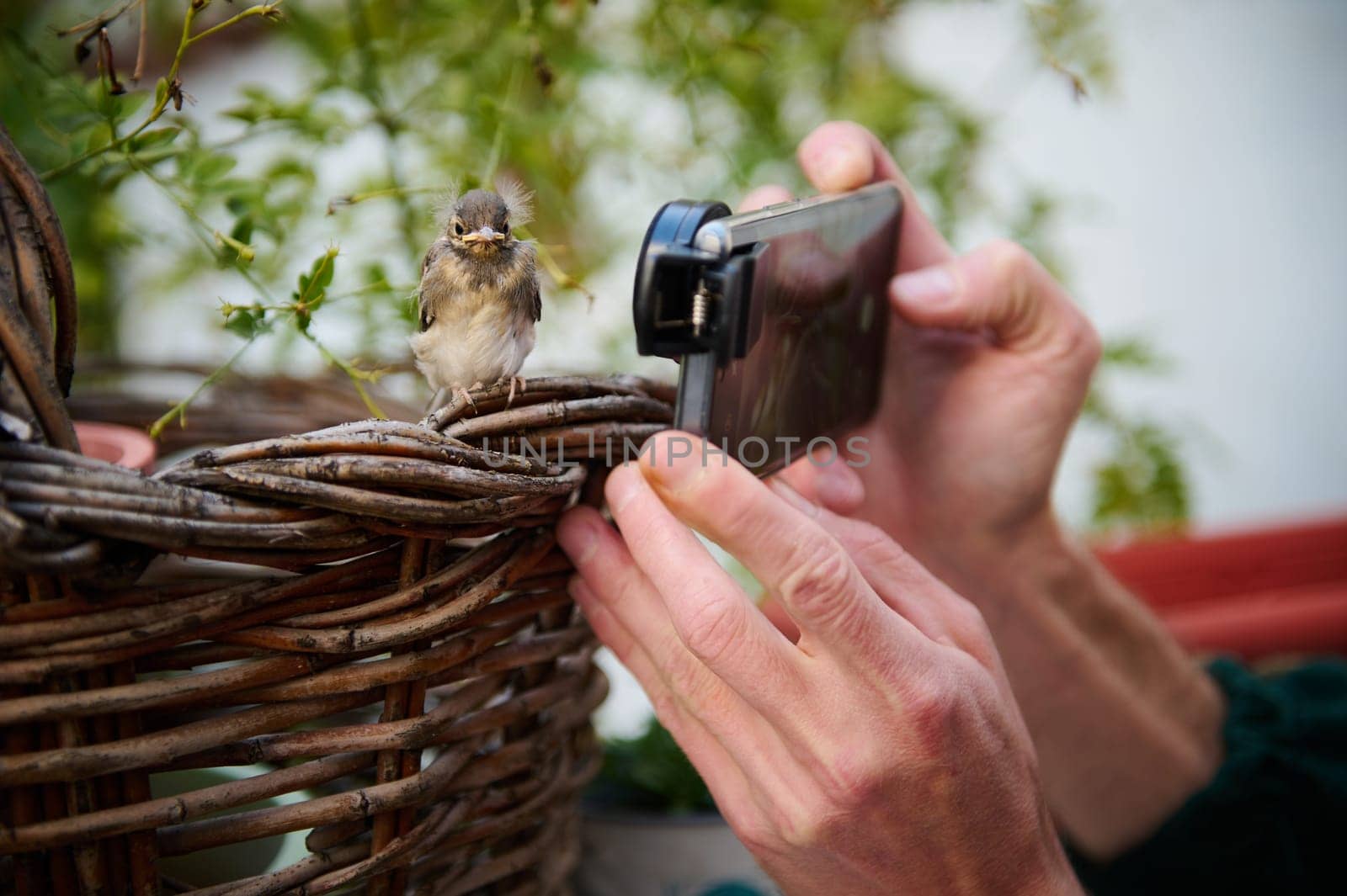 Selective focus. Man using modern smartphone, with installable macro lens, taking photo of a little bird sitting on a wicker basket outdoors. Animals and birds in wild life by artgf