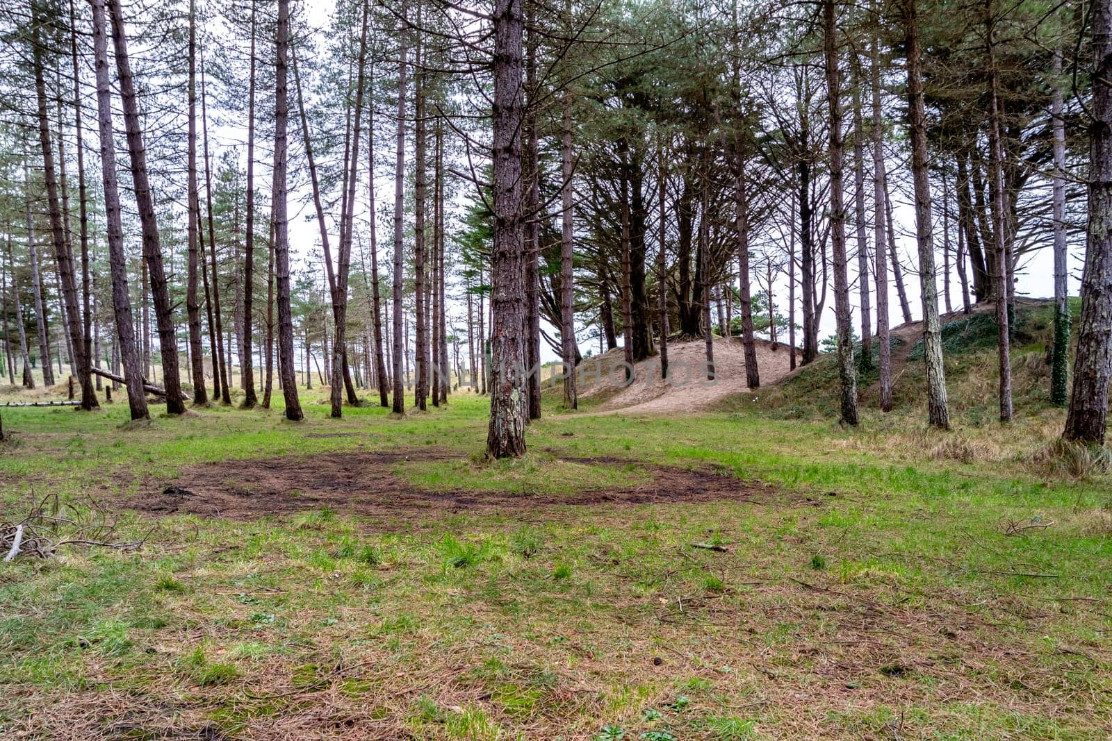 The forest at Murvagh in County Donegal, Ireland.