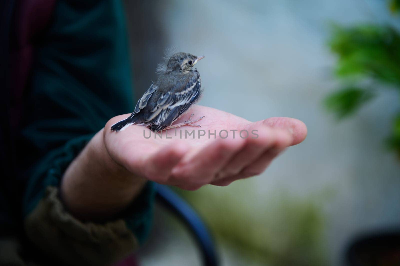 People and animals themes. Close-up view of a small baby bird sitting in the on the outstretched palm.