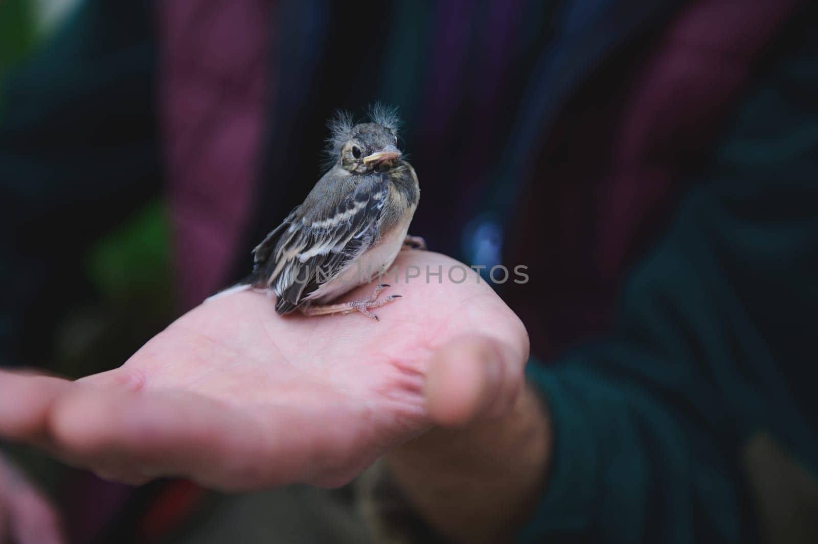 Close-up photography of a small baby bird sitting in the hands of a man. People and animals themes