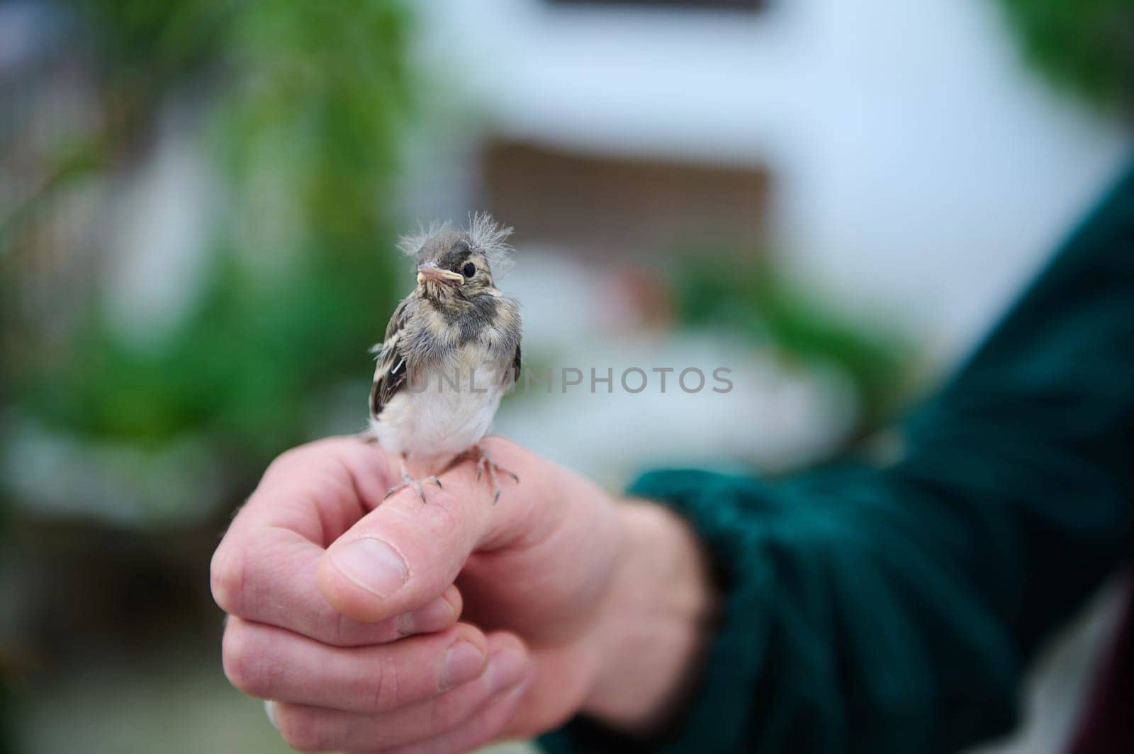 Close-up photography of a small baby bird sitting in the hands of a man. People and animals themes