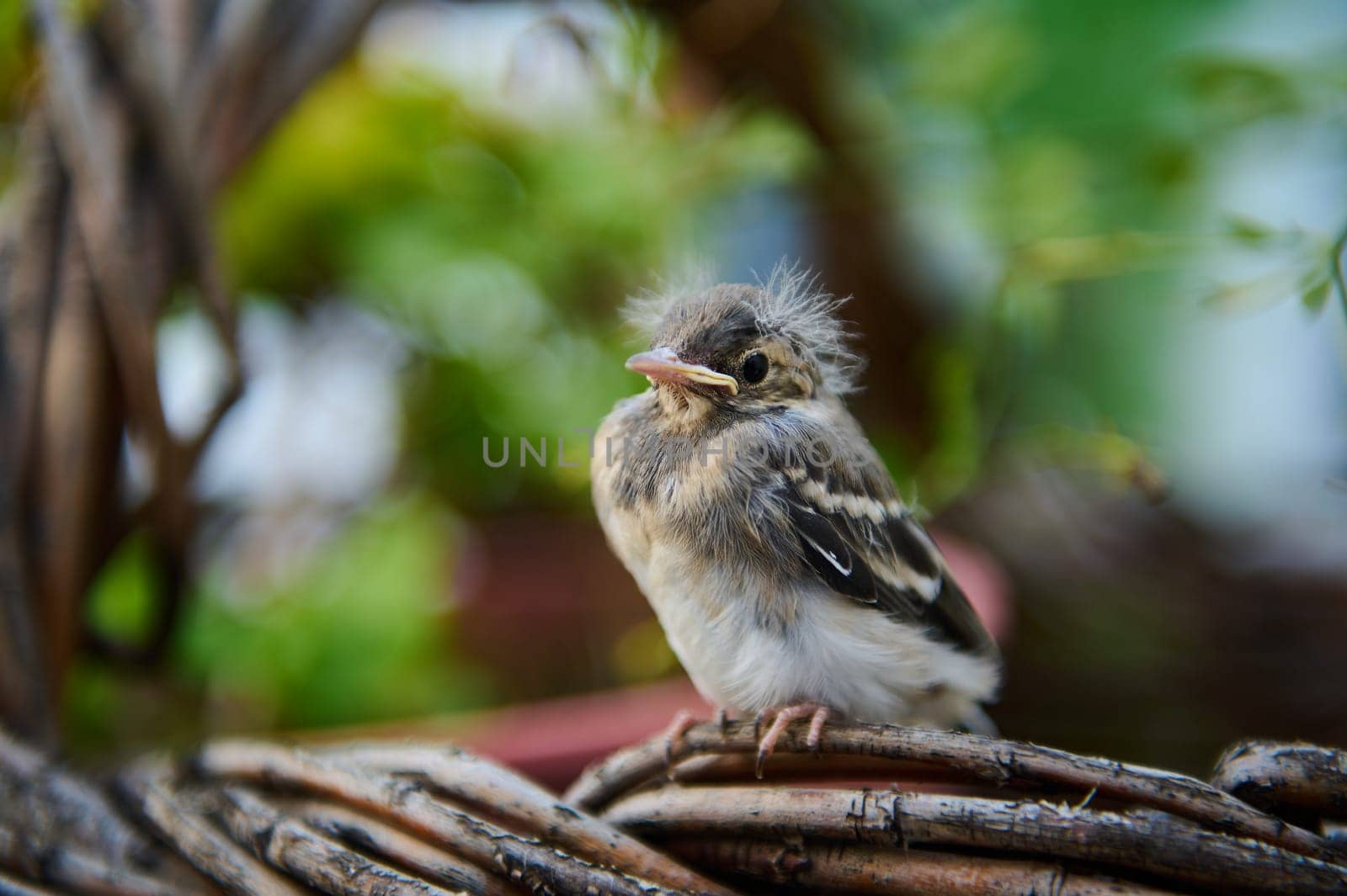 Cute baby bird sitting on wicker basket outdoors. by artgf