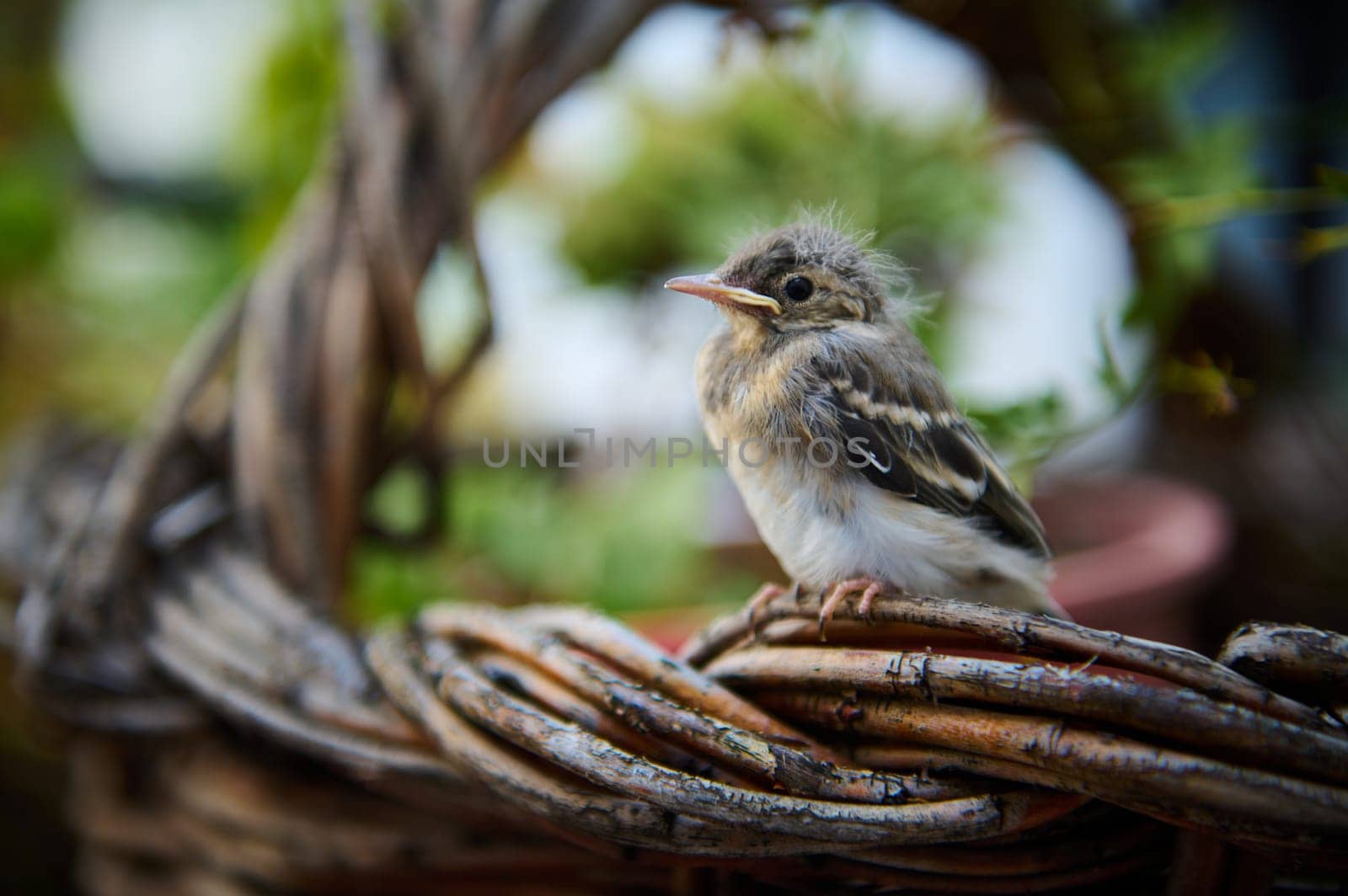 Cute baby bird sitting on wicker basket outdoors. by artgf