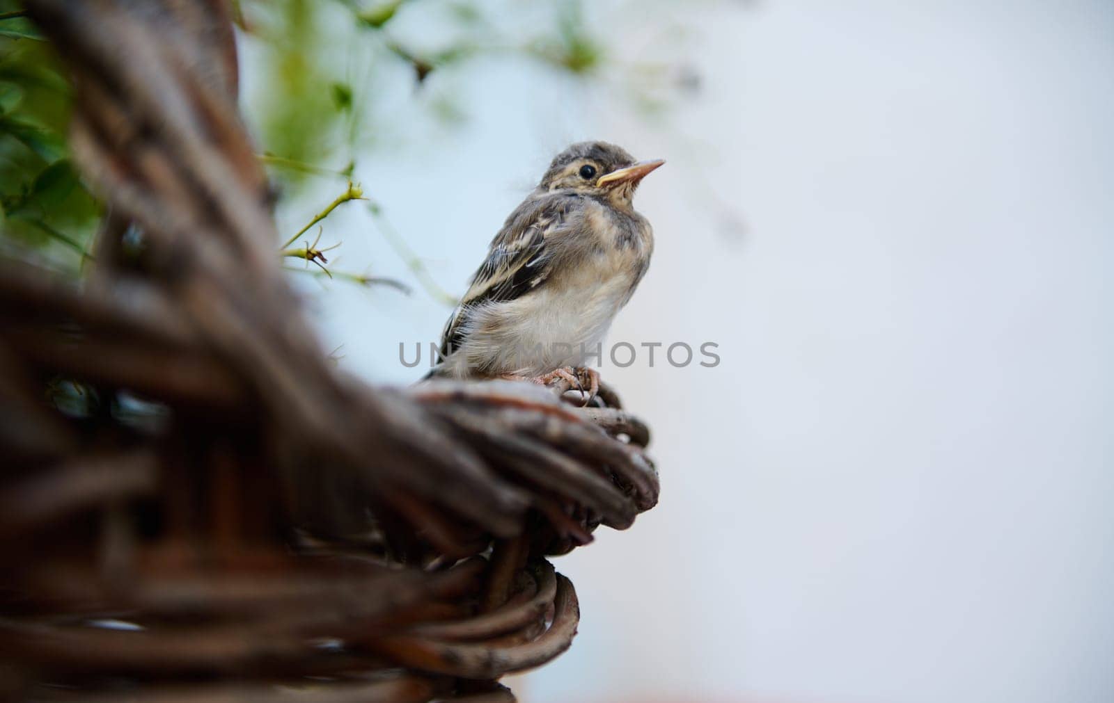 Close-up view of a baby bird sitting on a wicker basket outdoors with copy space for advertising text on white background. Birds in nature. Animals themes. by artgf