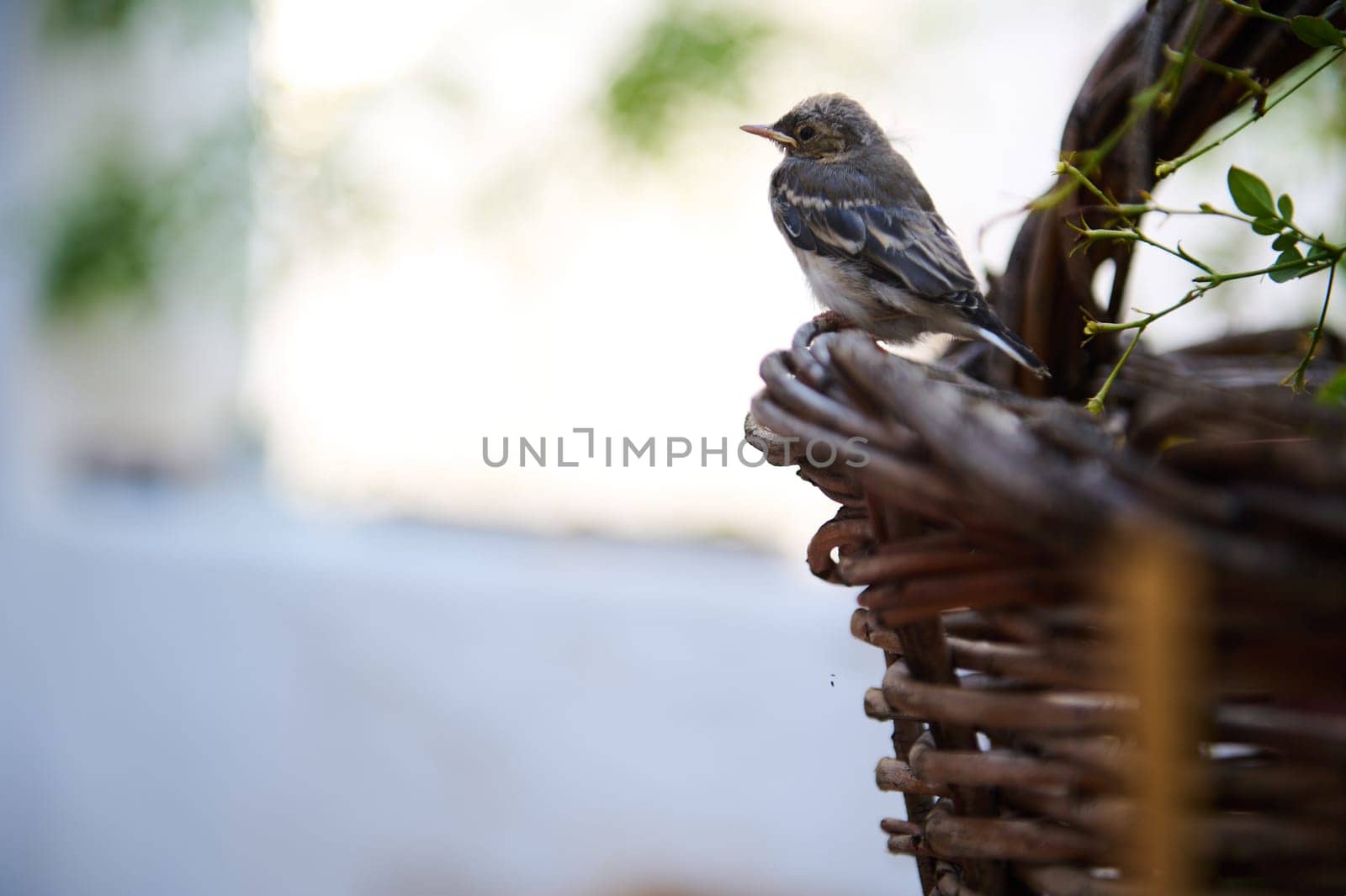 Close-up view of a baby bird sitting on a wicker basket outdoors with copy space for advertising text. Animals themes. Birds in nature. by artgf