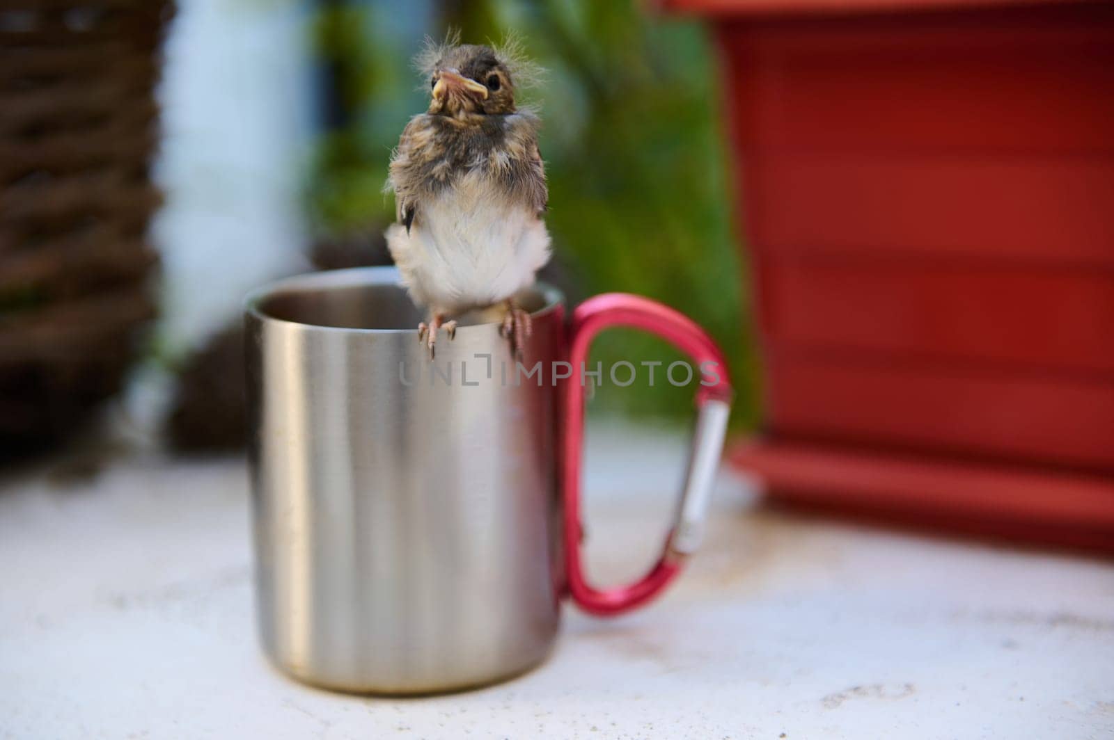 Cute baby bird sitting on stainless steel travel mug between a wicker basket and pots with flowers outdoors. Birds in nature. Animals themes. by artgf