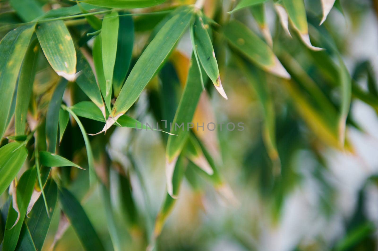 Close-up bamboo leaves. Botany. Tropical plants