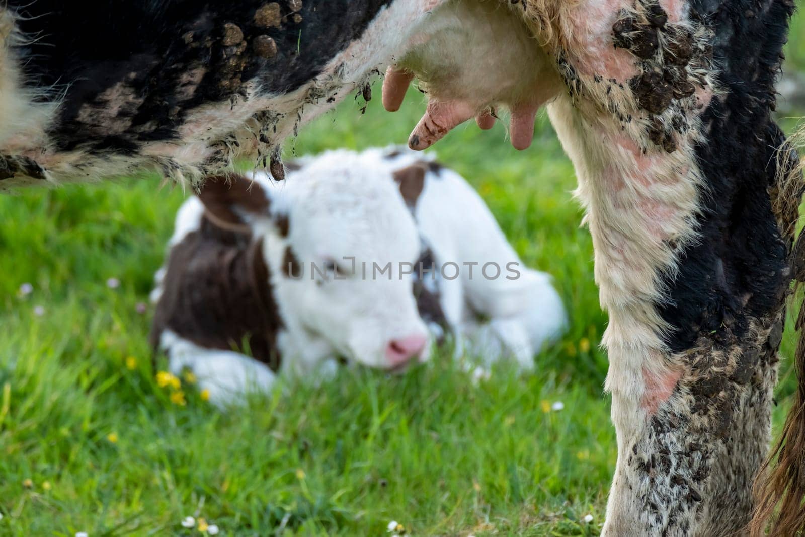 Mother cow and young baby cow resting on a meadow in Ireland.