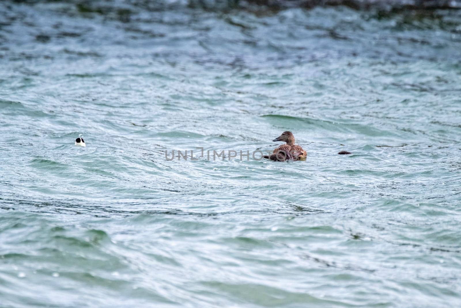 Common Eiders family training their ducklings on the Atlantic Ocean.