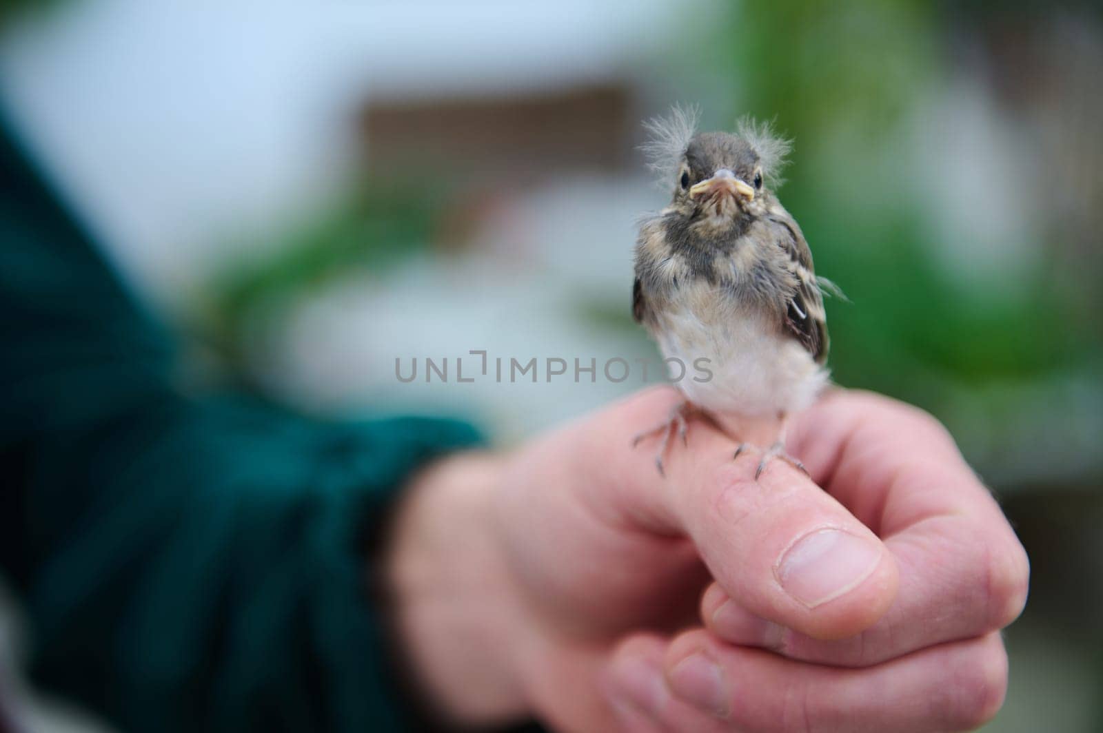 Close-up photography of a small baby bird sitting in the hands of a man. People and animals themes