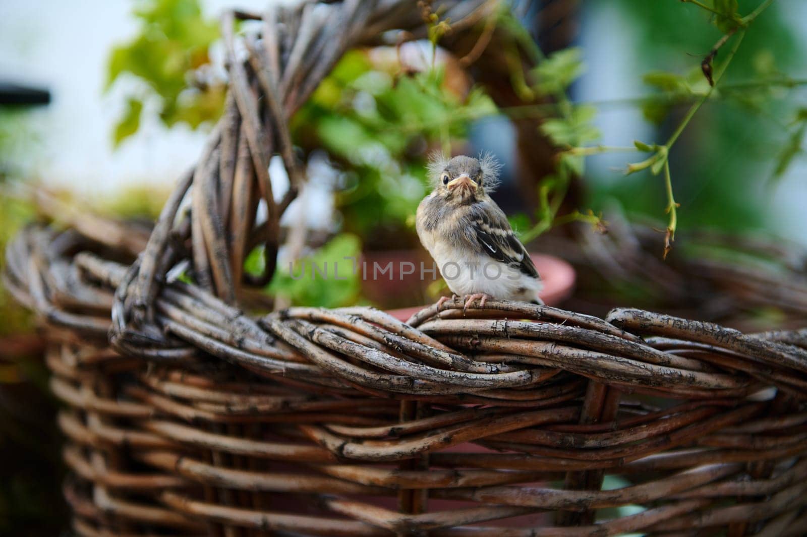 Cute baby bird sitting on wicker basket outdoors. Birds. Animals themes. Animals in wildlife