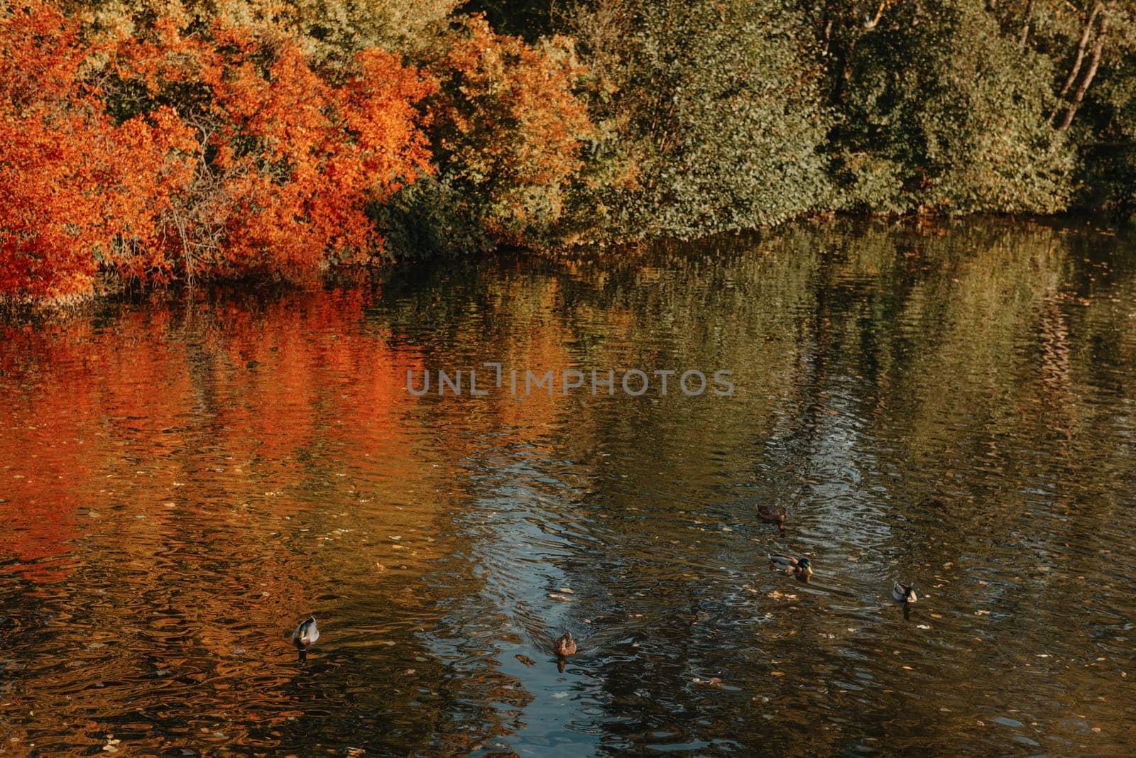 Autumn tree on the curves bank of the pond. Autumn landscape with red tree. autumn trees over water banks. Empty rusty railroad bridge over a river with forested banks at the peak of a fall foliage. A gravel riverbank path is in foreground