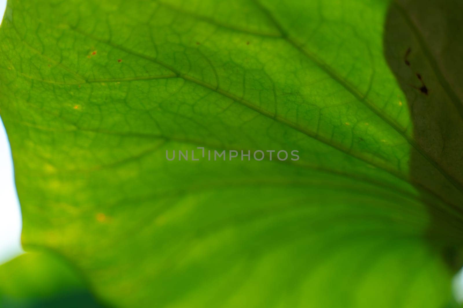 A leaf with a green stem and a dark green leaf/