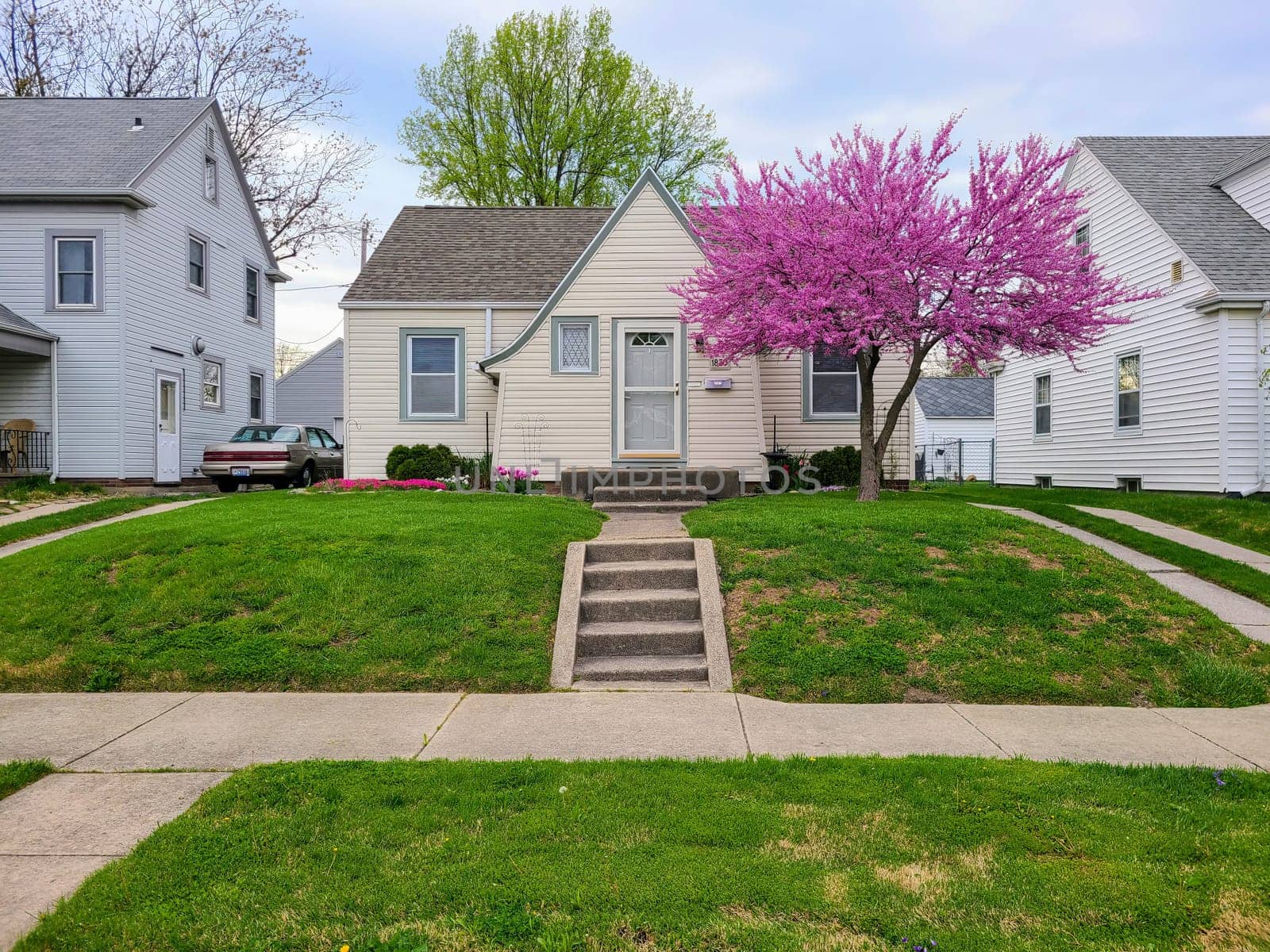 Vibrant purple tree blooms in a tranquil suburban neighborhood in Fort Wayne, enhancing a serene springtime scene.