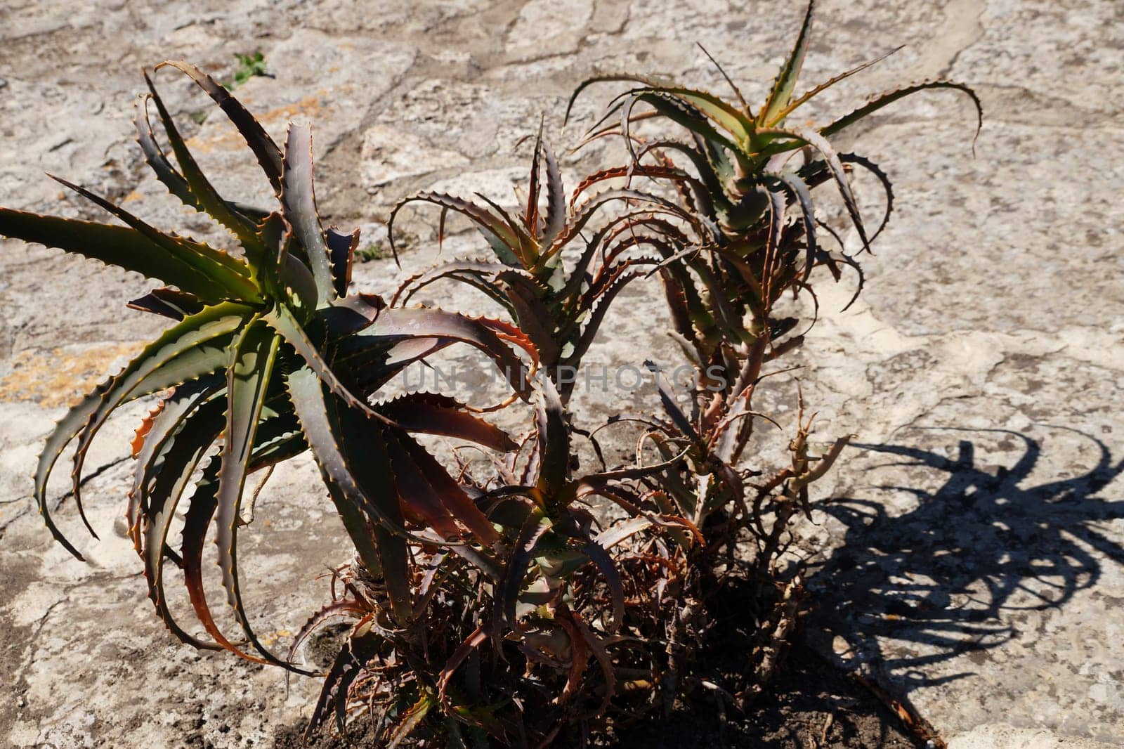 Aloe arborescens in the park on a sunny day by Annado