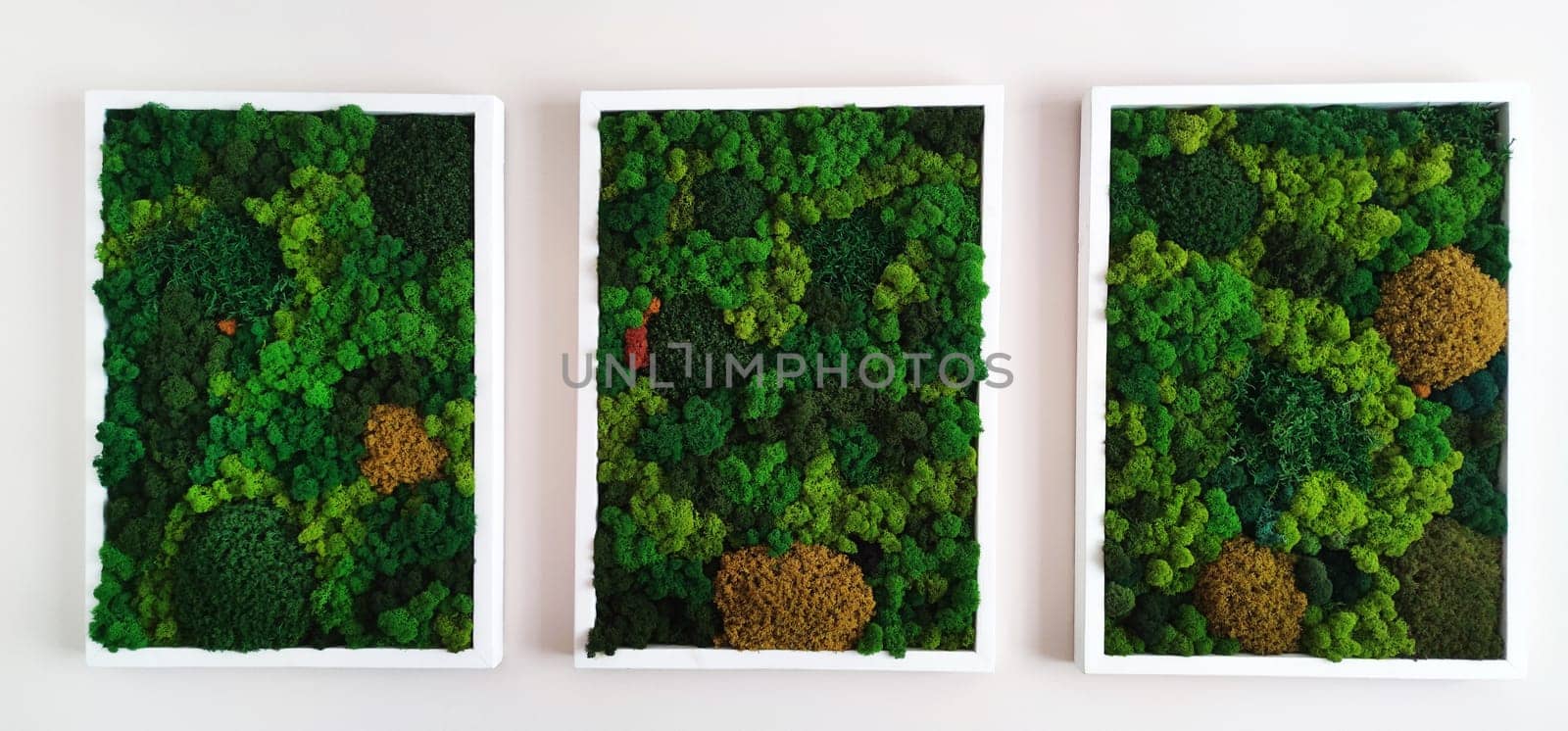 eco-design concept in the interior, three panels of preserved decorative forest moss on a white wall.