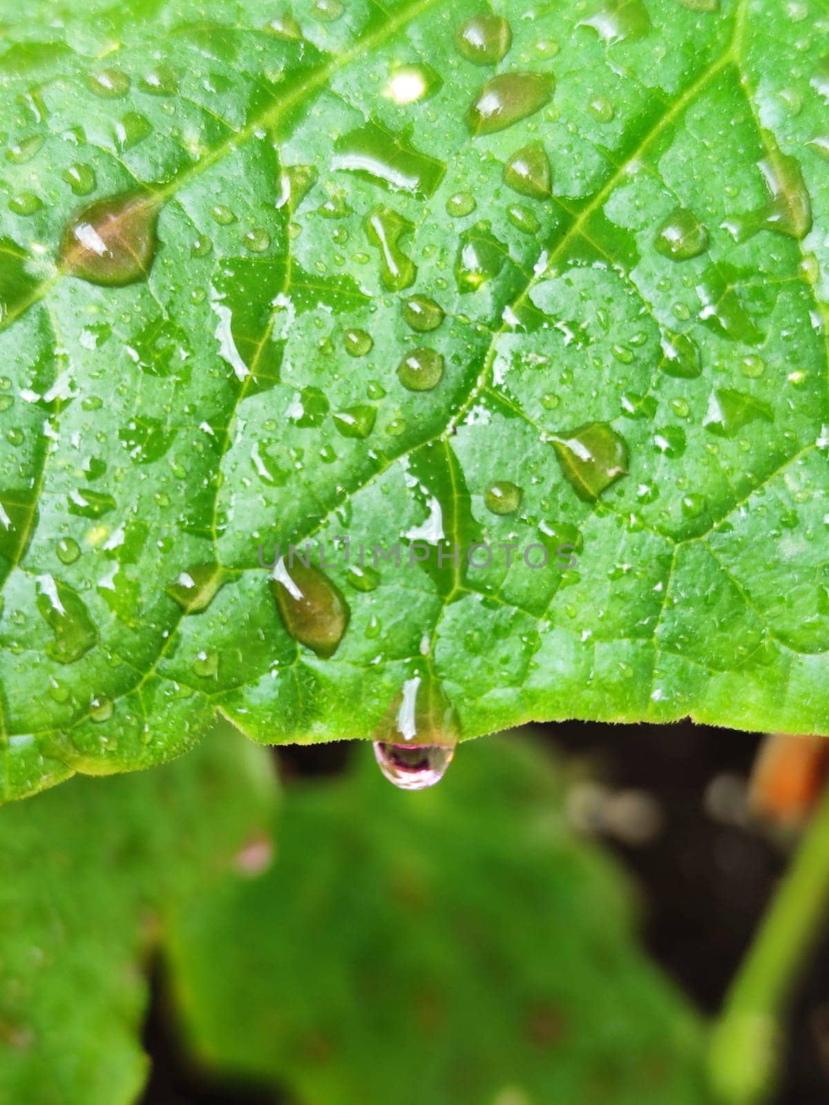 solution of potassium permanganate on cucumber leaves close-up, prevention and treatment of fungal diseases of cucumbers.