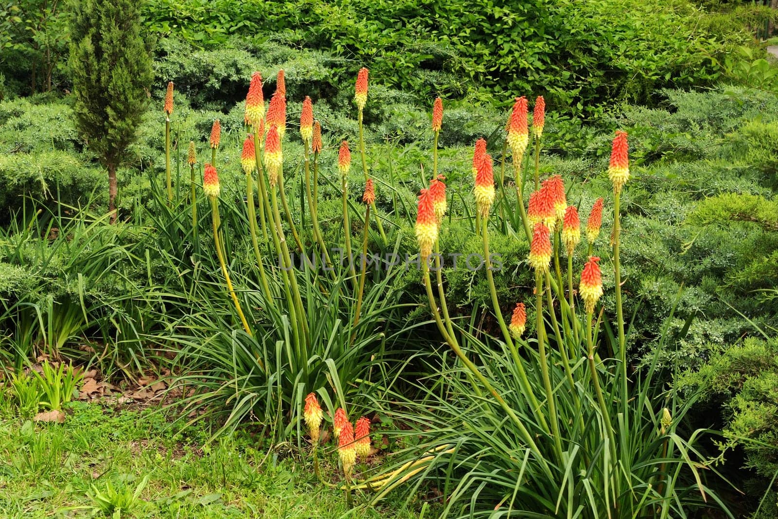 Torch lily Kniphofia in landscape design in the park by Annado