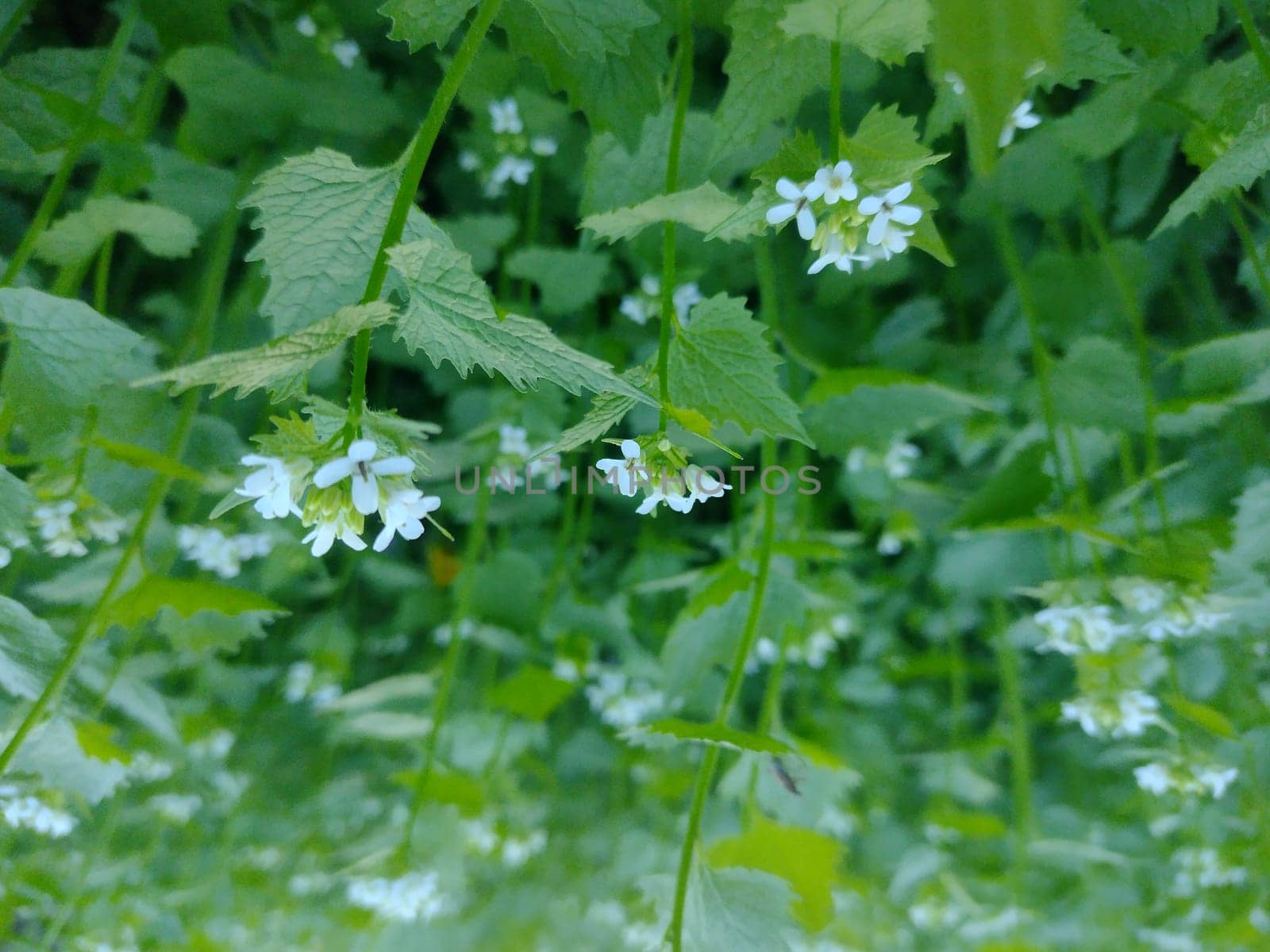 Natural grass background. Grass in the forest.