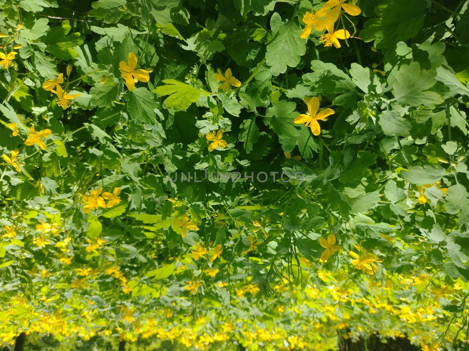 Natural grass background. Grass in the forest.