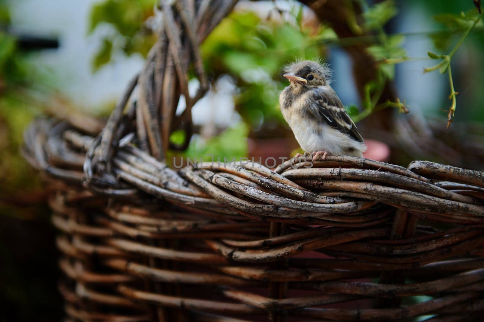 Cute baby bird sitting on wicker basket outdoors. Birds. Animals themes. Animals in wildlife