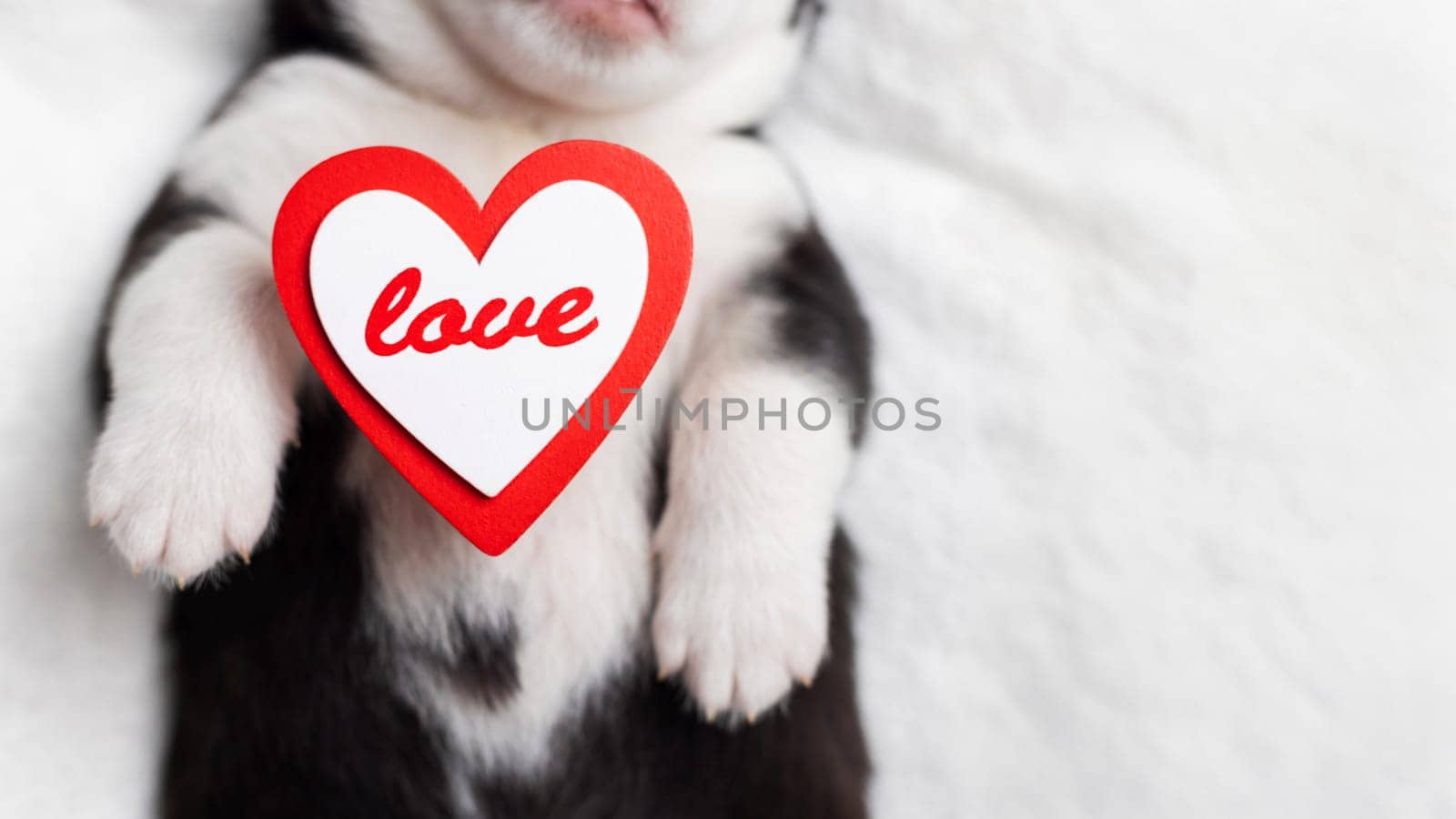A delightful close-up of a puppy with a red heart sign saying LOVE, ideal for valentines day promotions or pet-related themes