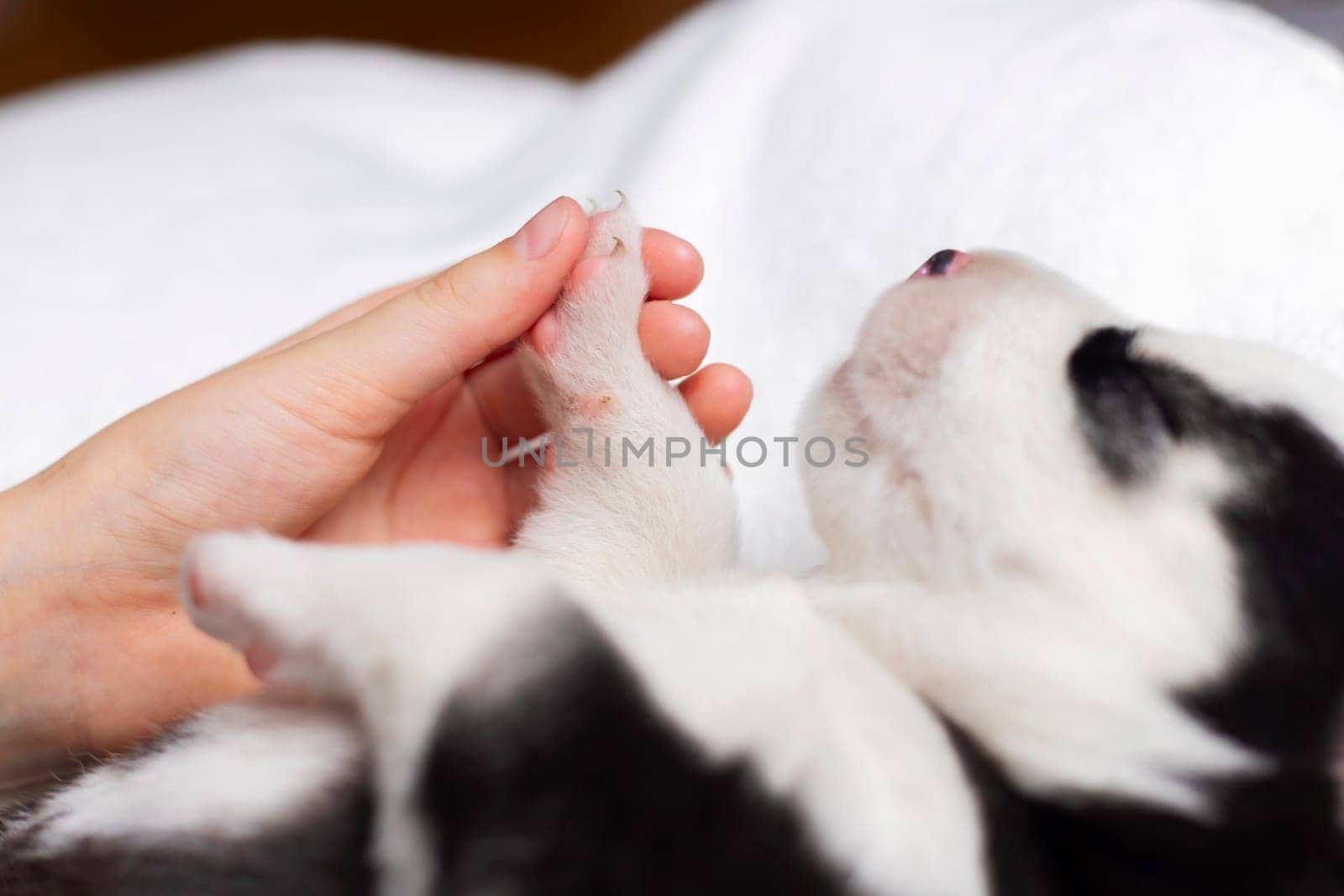 A close-up view of a tender moment where a human gently holds a puppy's paw, emphasising the bond between pet owner and pet