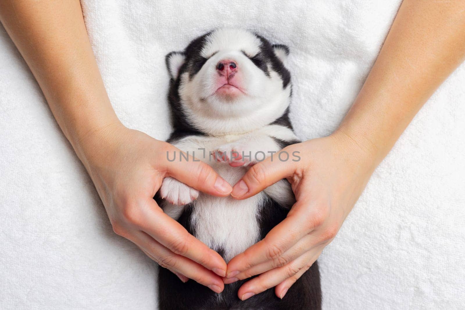 A serene scene featuring a newborn siberian husky puppy gently held within the caring hands of a person, showcasing a moment of tender human-animal bonding