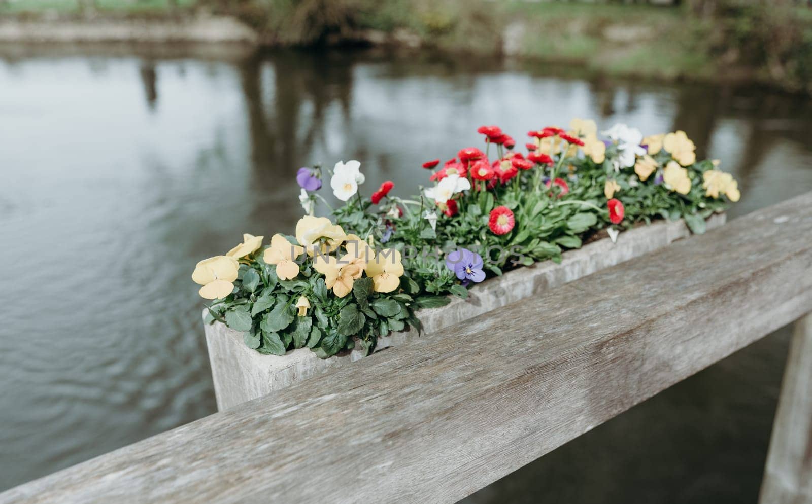 Street pansy flowers grow in a concrete pot that hangs on a wooden bridge railing against the backdrop of a washed-out river on a sunny spring day in a nature reserve, close-up side view.