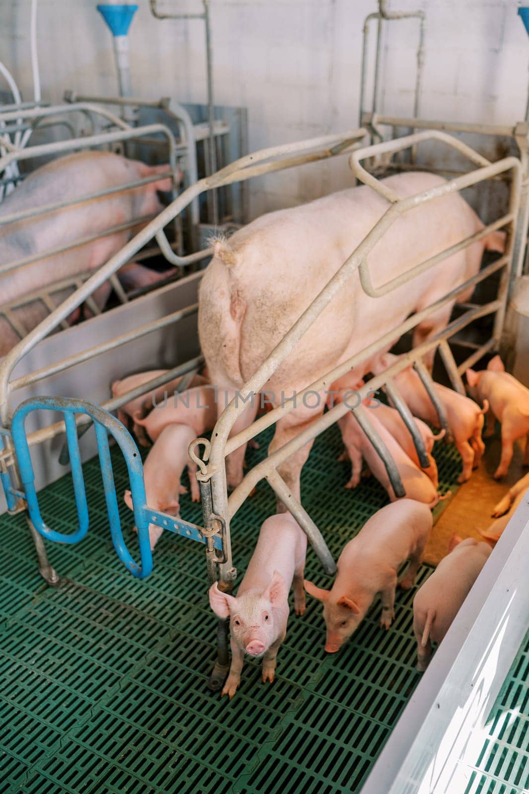 Large sow stands in a pen on a farm next to small piglets. Back view. High quality photo