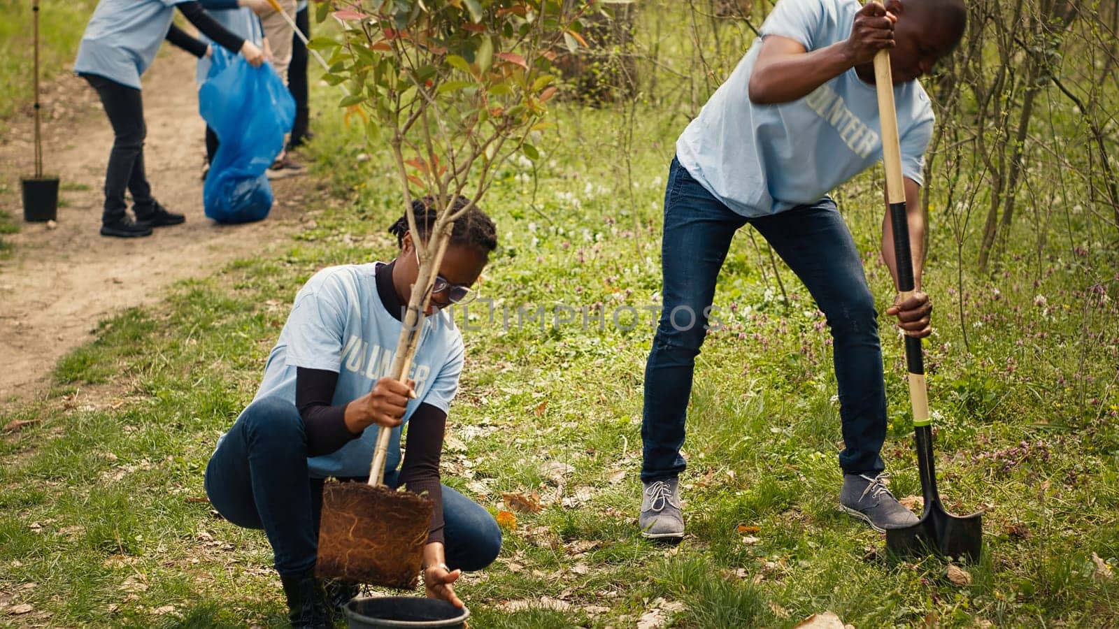 African american ecologic activists planting seedlings in a forest environment, working together in unity to preserve and protect the natural habitat. Growing trees project. Camera A.