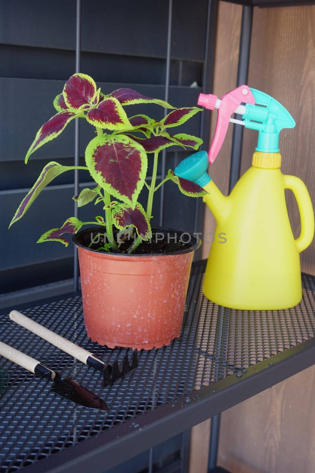 small plant in pot and water pot in shelf by towfiq007