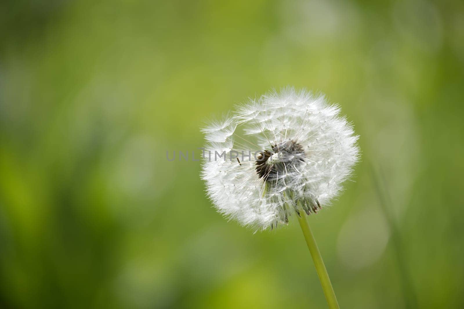 White dandelion seed head, fully bloomed, stands tall against a background of soft pastel and lush green fields