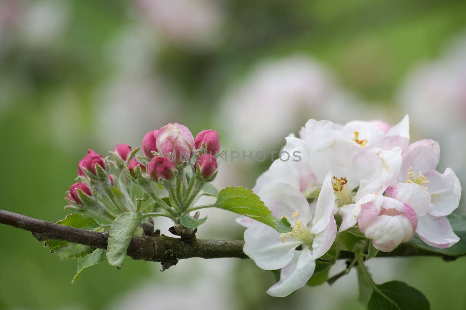 Flowering apple tree at varying stages of development by NetPix