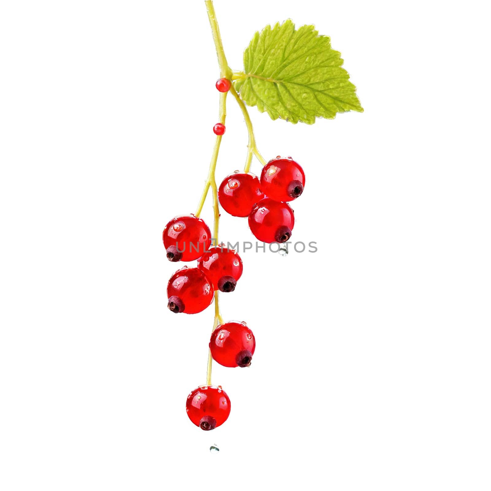Vibrant red currants Ribes rubrum elegantly suspended from a delicate stem their translucent beauty captured by panophotograph