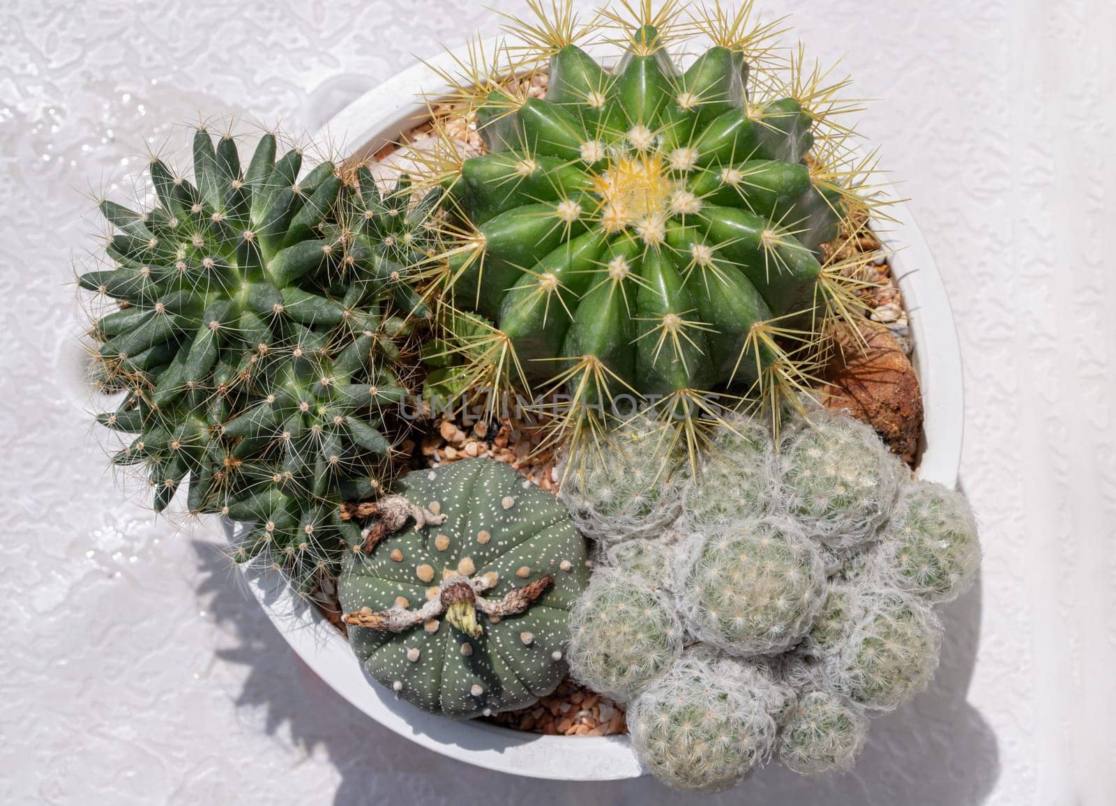 Many beautiful cactus with feathers planted in different shapes and different colors growing in white plant pot. Succulent Plant, Cactus flower, Space for text, Selective focus.