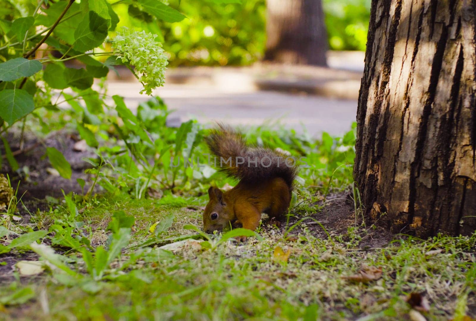 Cute Red Squirrel eating something in a park by Chudakov
