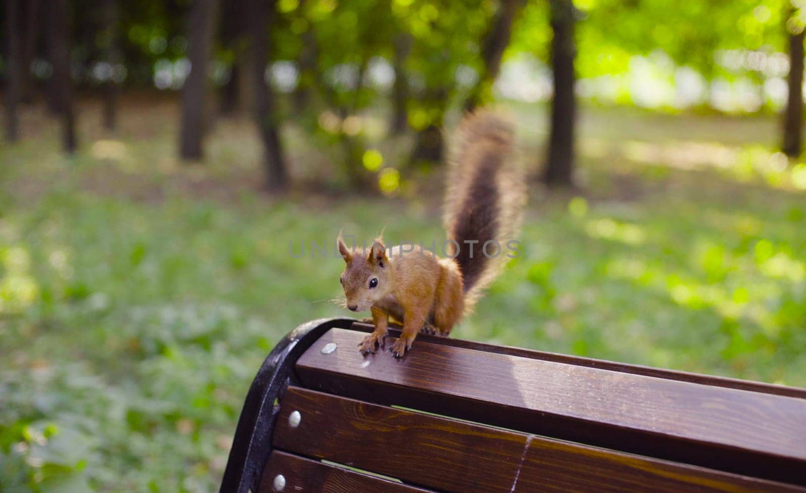 Cute Red Squirrel sitting on a bench in a park at summer day
