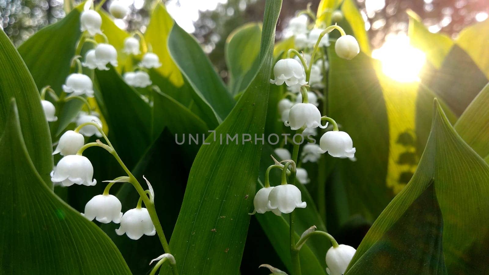 Lily of the valley in the sunlight. by DovidPro