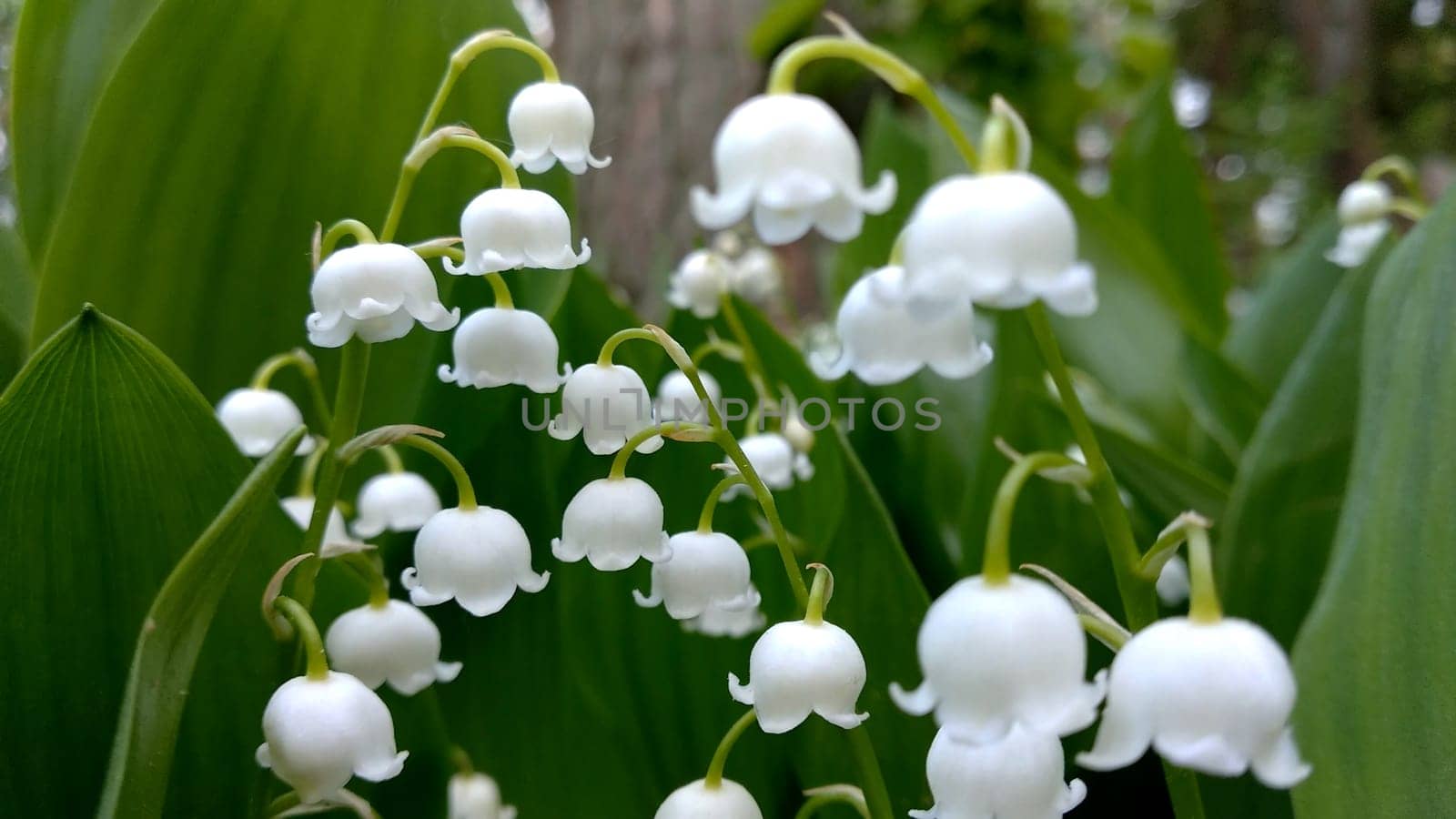 Lily of valley flower. White bell flower. Background close-up macro shot. Natural natural background with blooming lily of valley flowers. Mothers Day. Lily of valley blooms in the spring forest by DovidPro