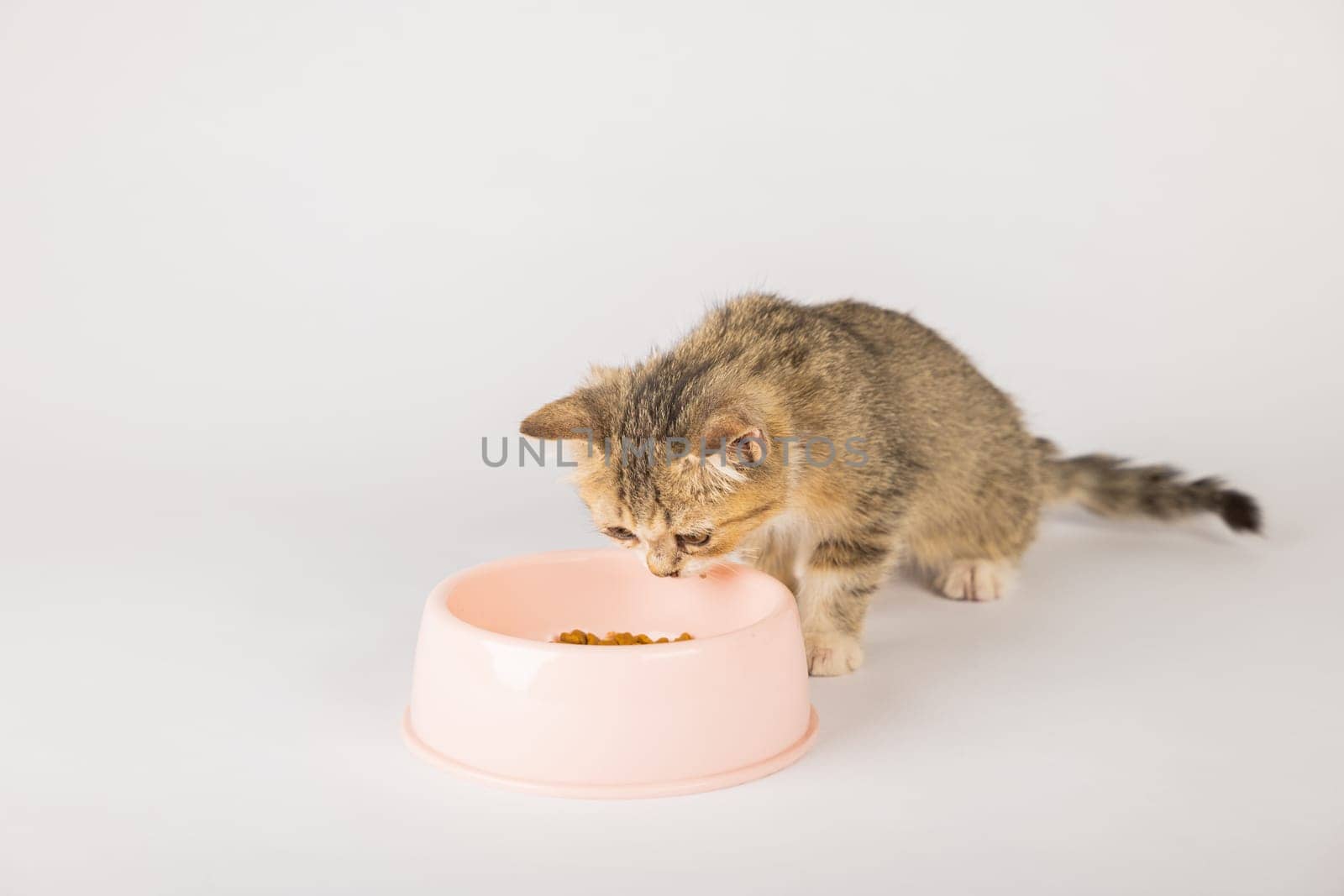 A charming tabby cat isolated on a white background is seen sitting next to a food bowl on the floor eagerly eating its meal. The cat's small tongue and curious eye make this an adorable portrait.