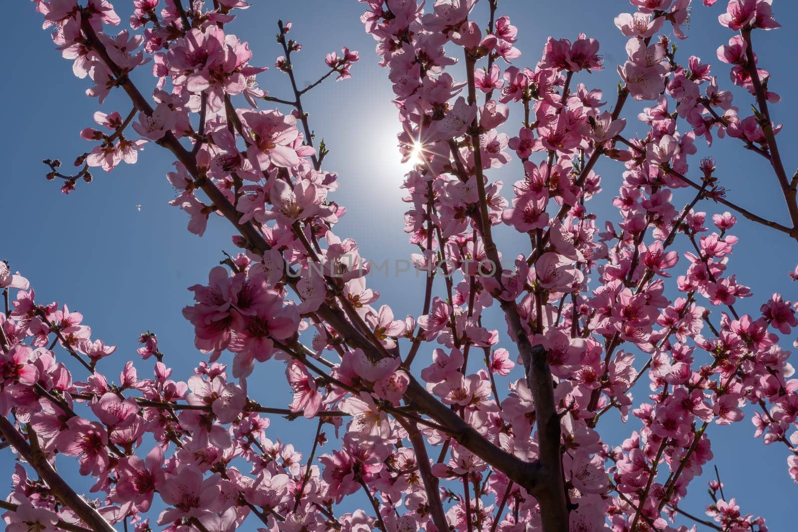 peach tree with pink flowers and a blue sky. The sun is shining on the tree