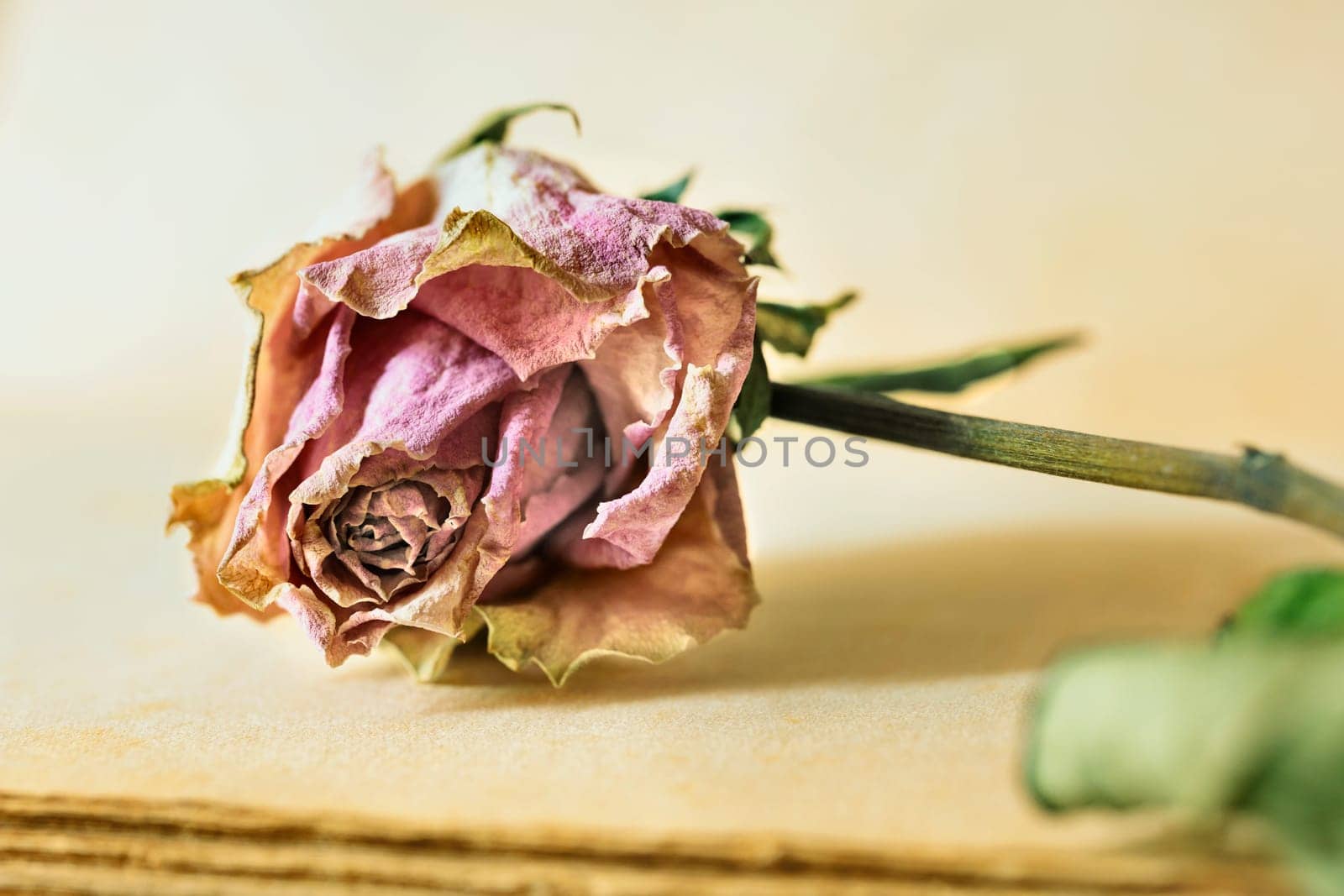 Pink dried flower on old book , memories and romantic activity