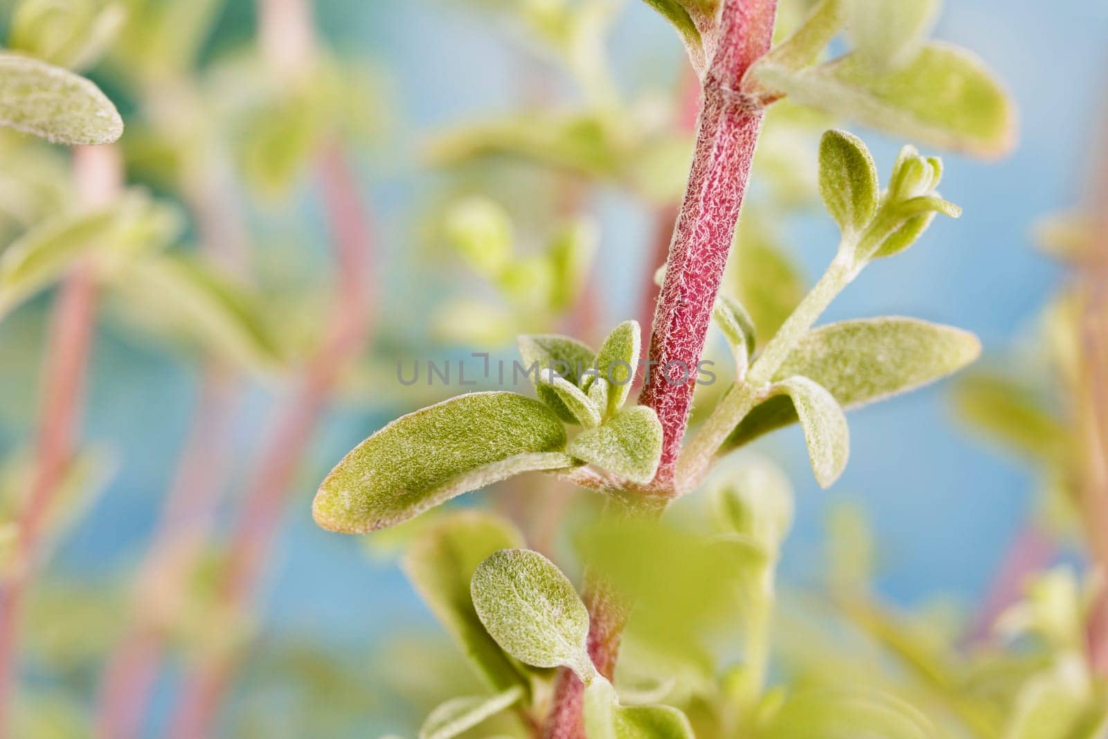 Close up of oregano plant   , perennial and ornamental  plant used as culinary herb