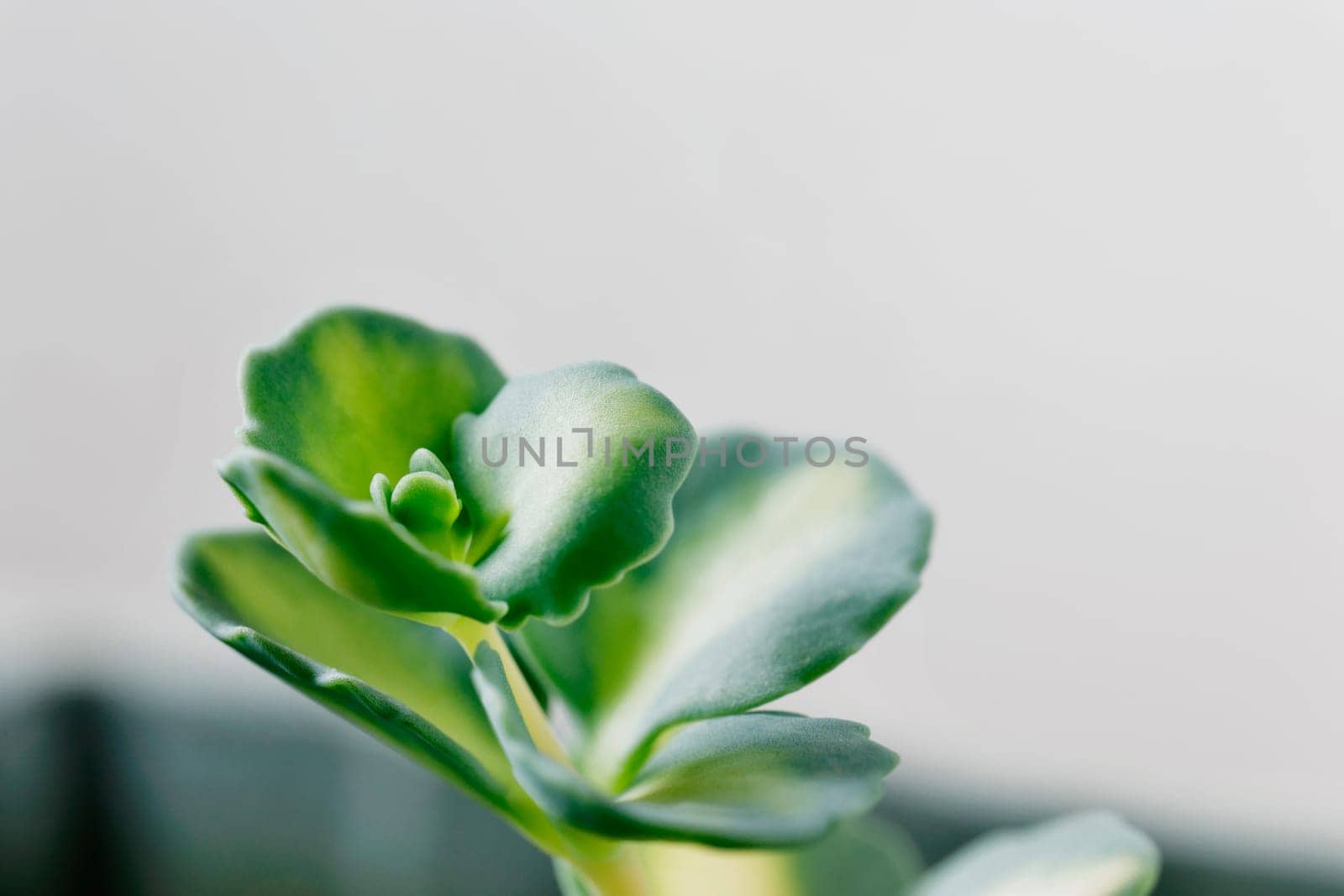 Detail of succulent plant  sedum siebold  , Japanese stonecrop , with green leaves , originally from Japan