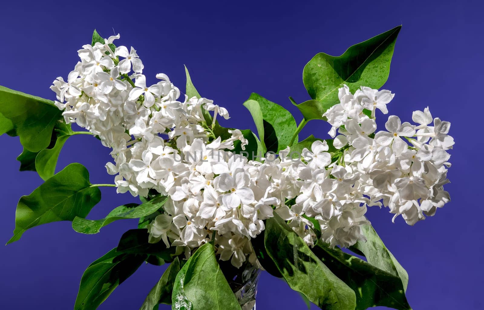 Beautiful blooming white lilac Angel White on a blue background. Flower head close-up.