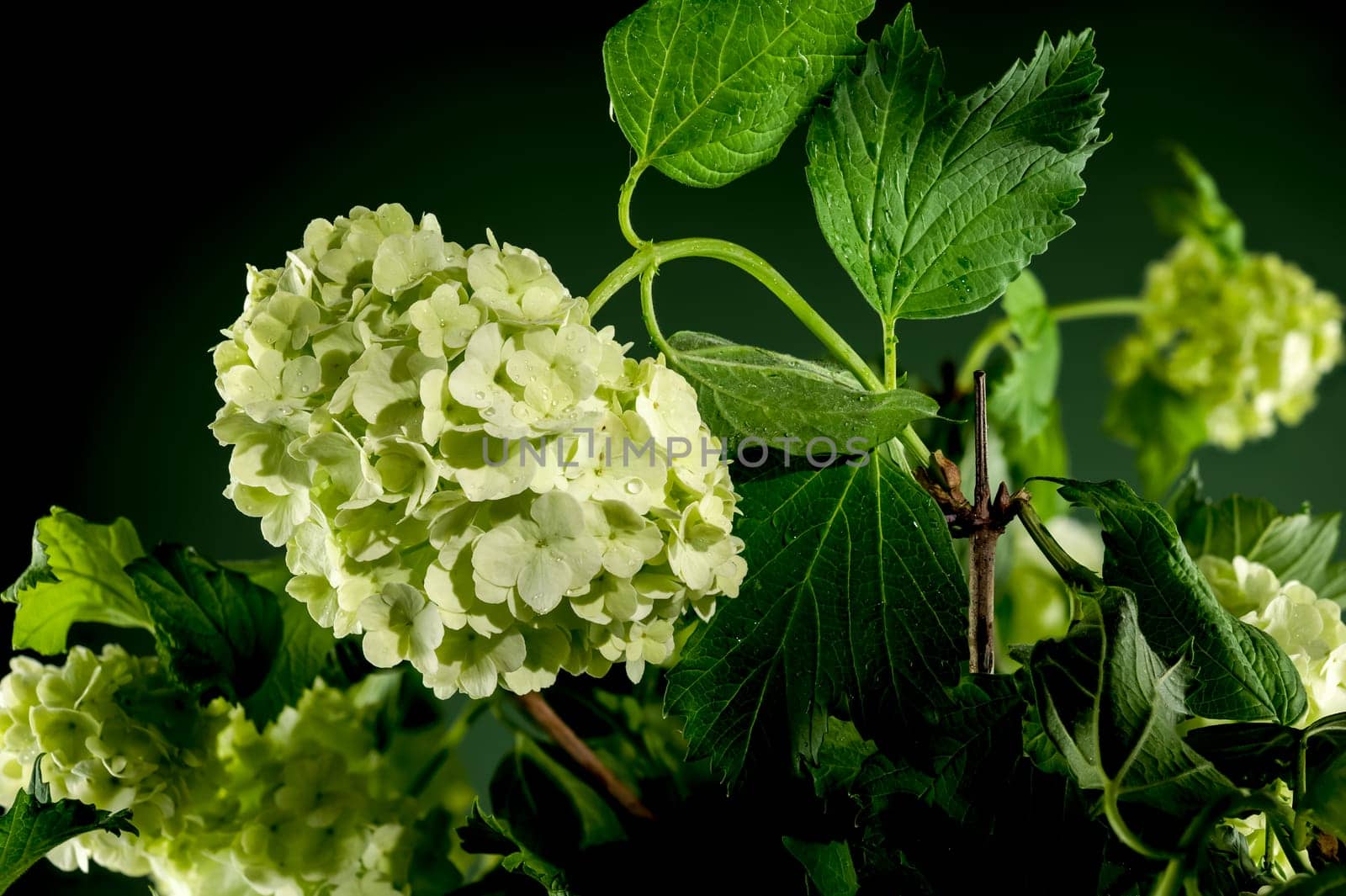 Beautiful Blooming white viburnum Chinese Snowball isolated on a black background. Flower head close-up.